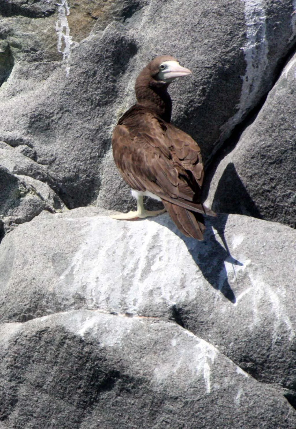 Brown Booby (Sula leucogaster) Santa Catalina Island Baja Mexico