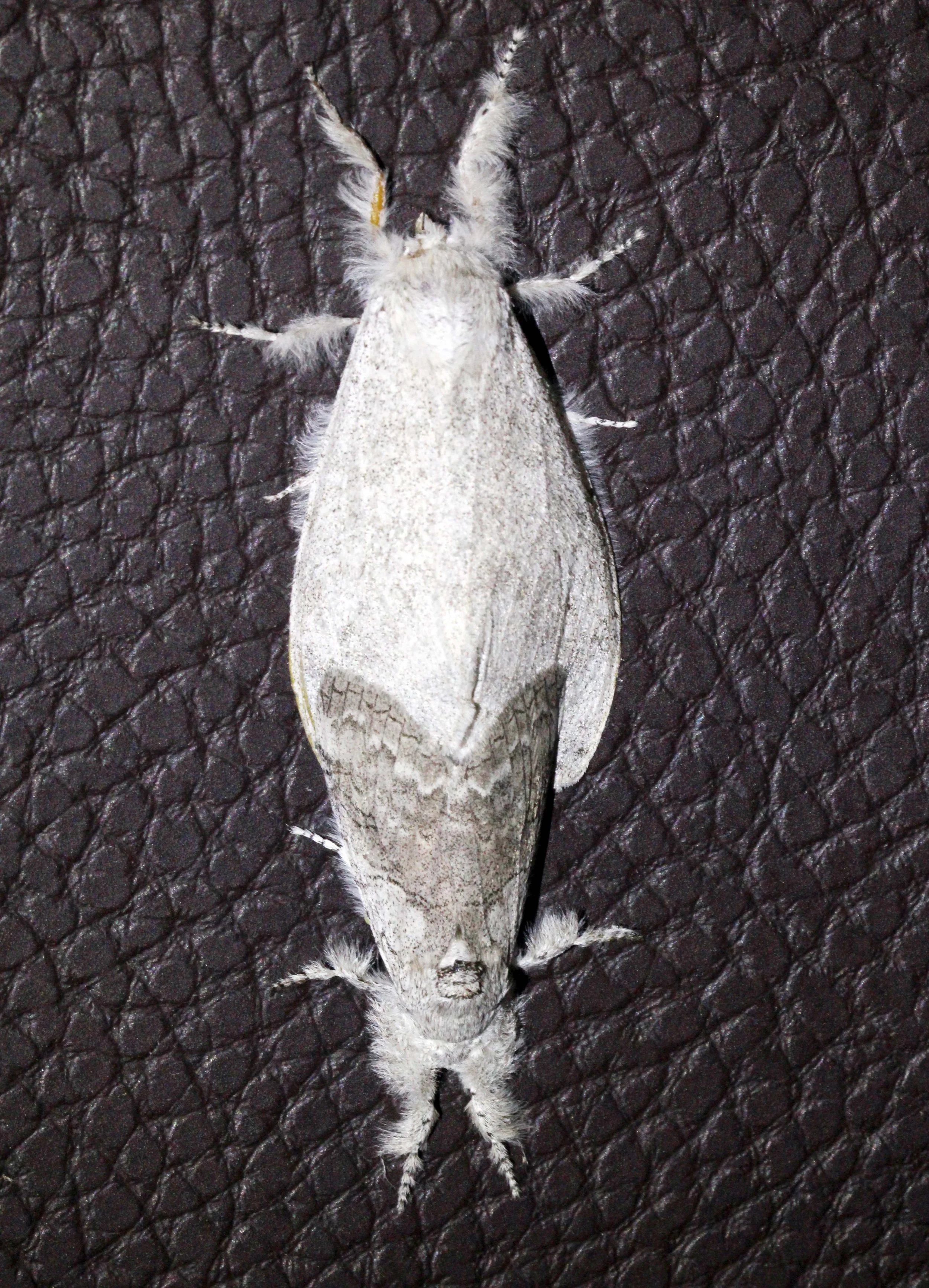 Lymantriidae - Tussock Moth (Dasychira horsfieldi) Valley National Park, India 