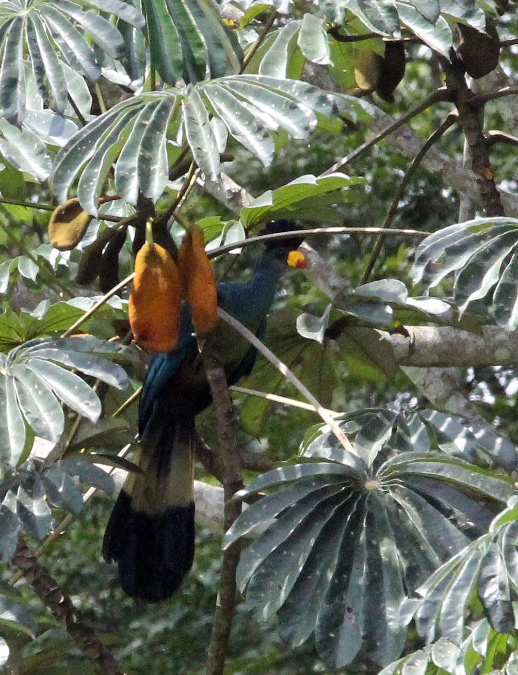 Great Blue Turaco (Corythaeola cristata) Dzanga Ndoki NP Central African Republic (4).JPG