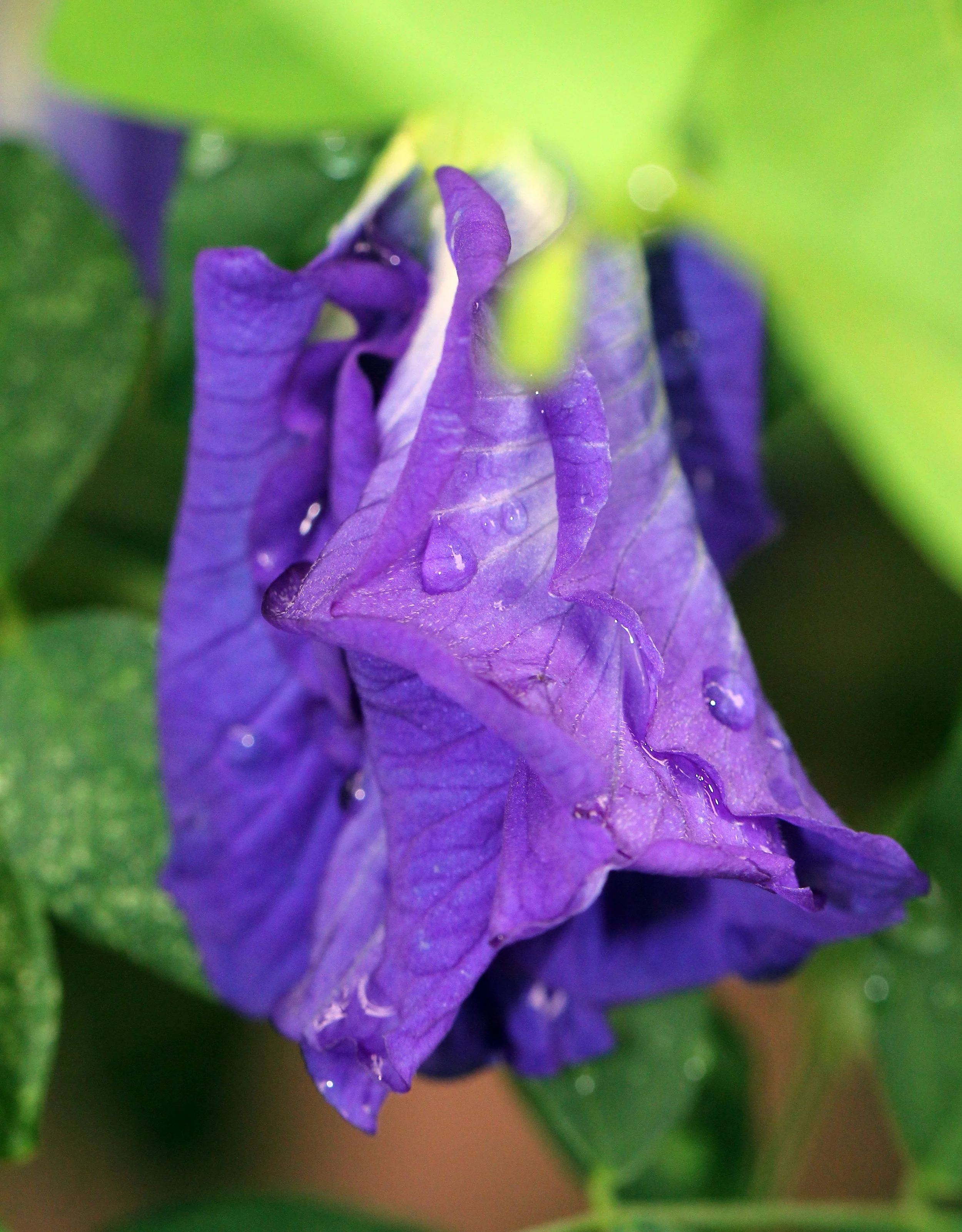 2015 Koh Lanta Summer Misc Images (185).JPG