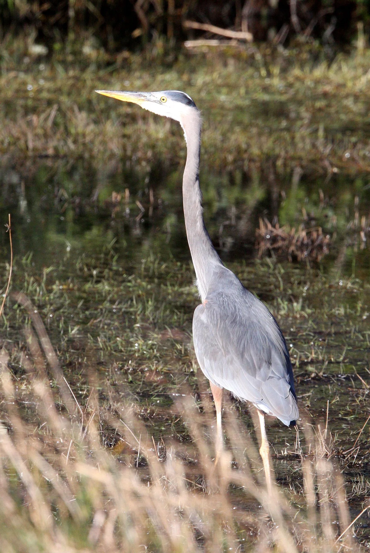 BIRD - HERON - GREAT BLUE HERON - CAPE FLATTERY WASHINGTON (4).JPG