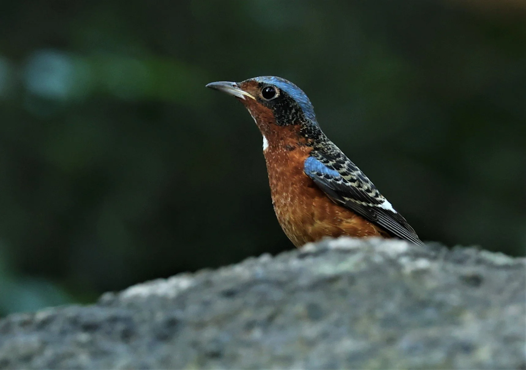 ROCK-THRUSH - WHITE-THROATED ROCK-THRUSH - Monticola gularis - WAT THAM PRATHUM CHONBURI JAN 30 2022 (82).jpg