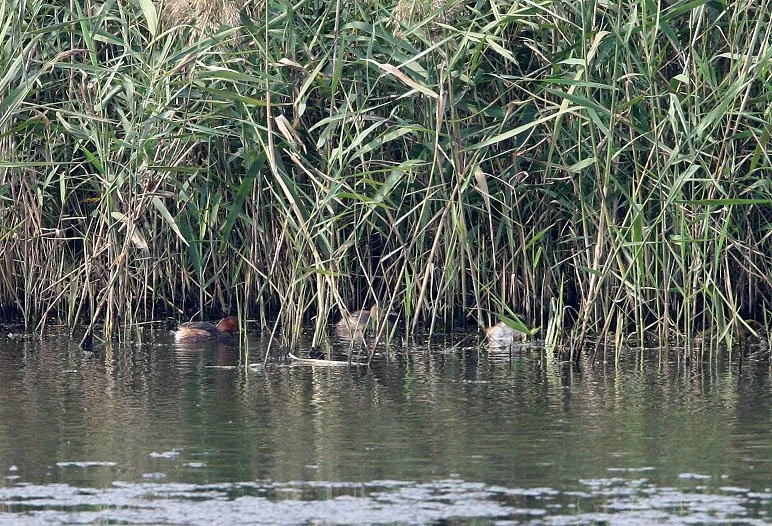 Little Grebe (Tachybaptus ruficollis) Nankou Rudong China.JPG