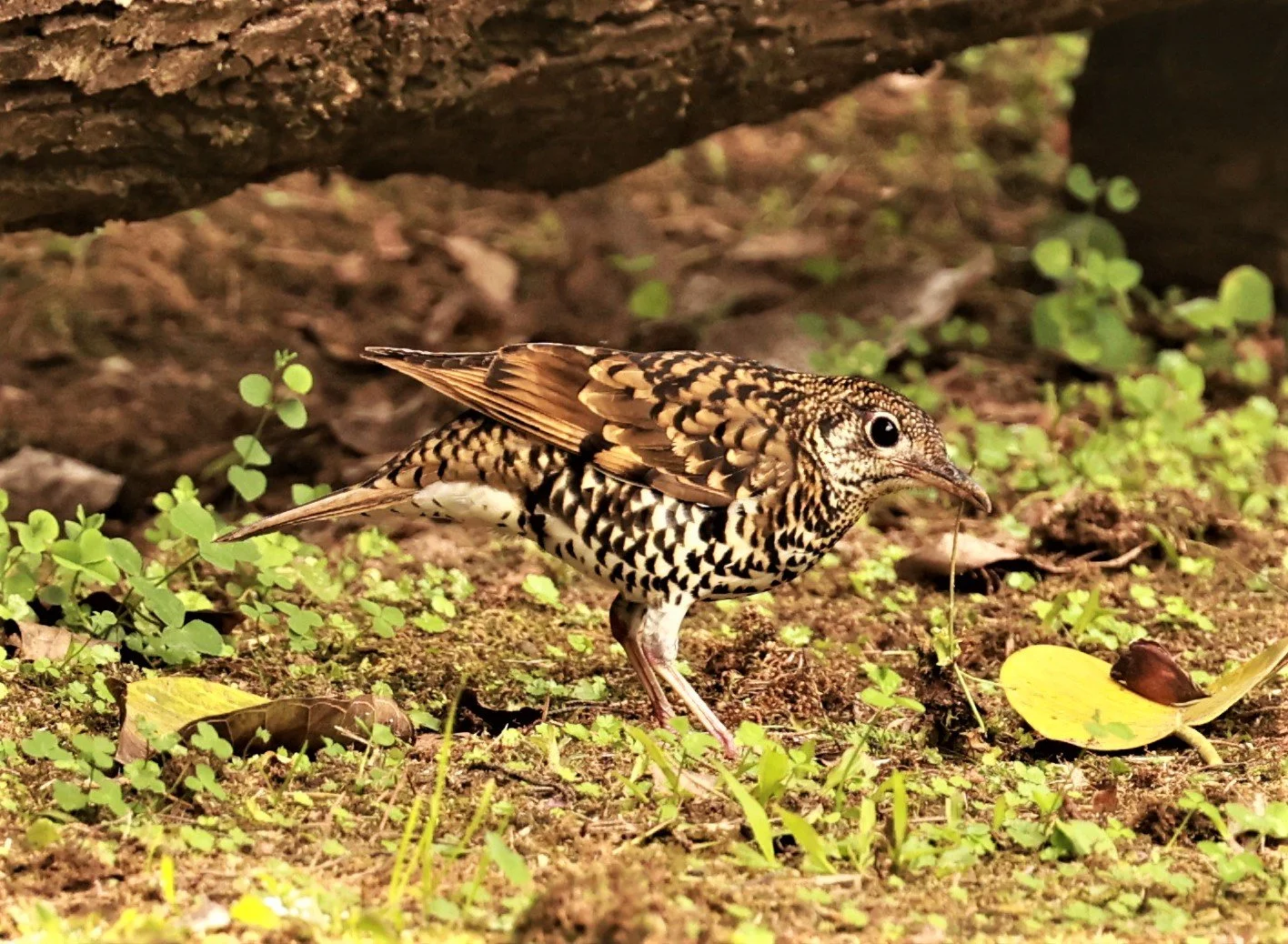 Scaly Thrush (Zoothera dauma) Doi Ang Kang Chiang Mai (42).jpg
