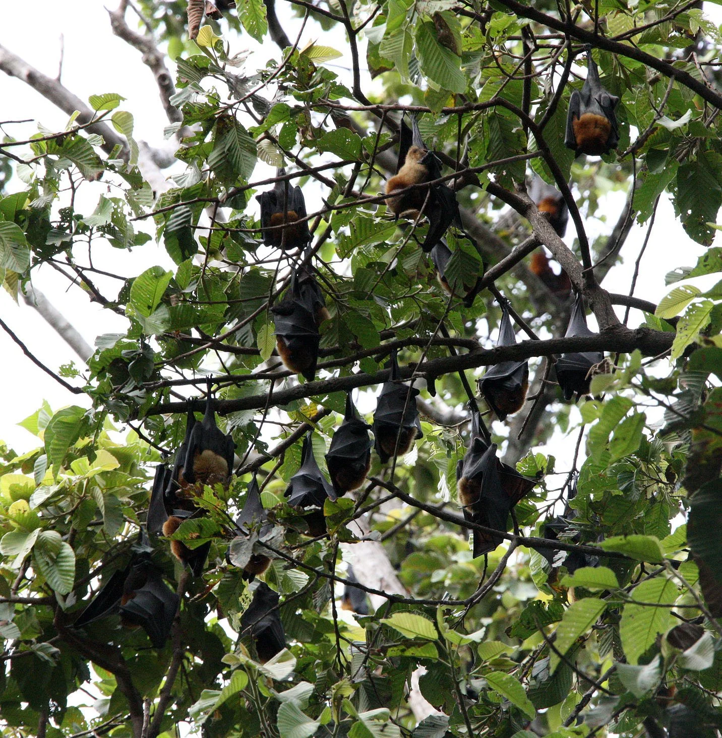 CHIROPTERA - LYLE'S FLYING FOX - SIEM REAP CAMBODIA (1).JPG