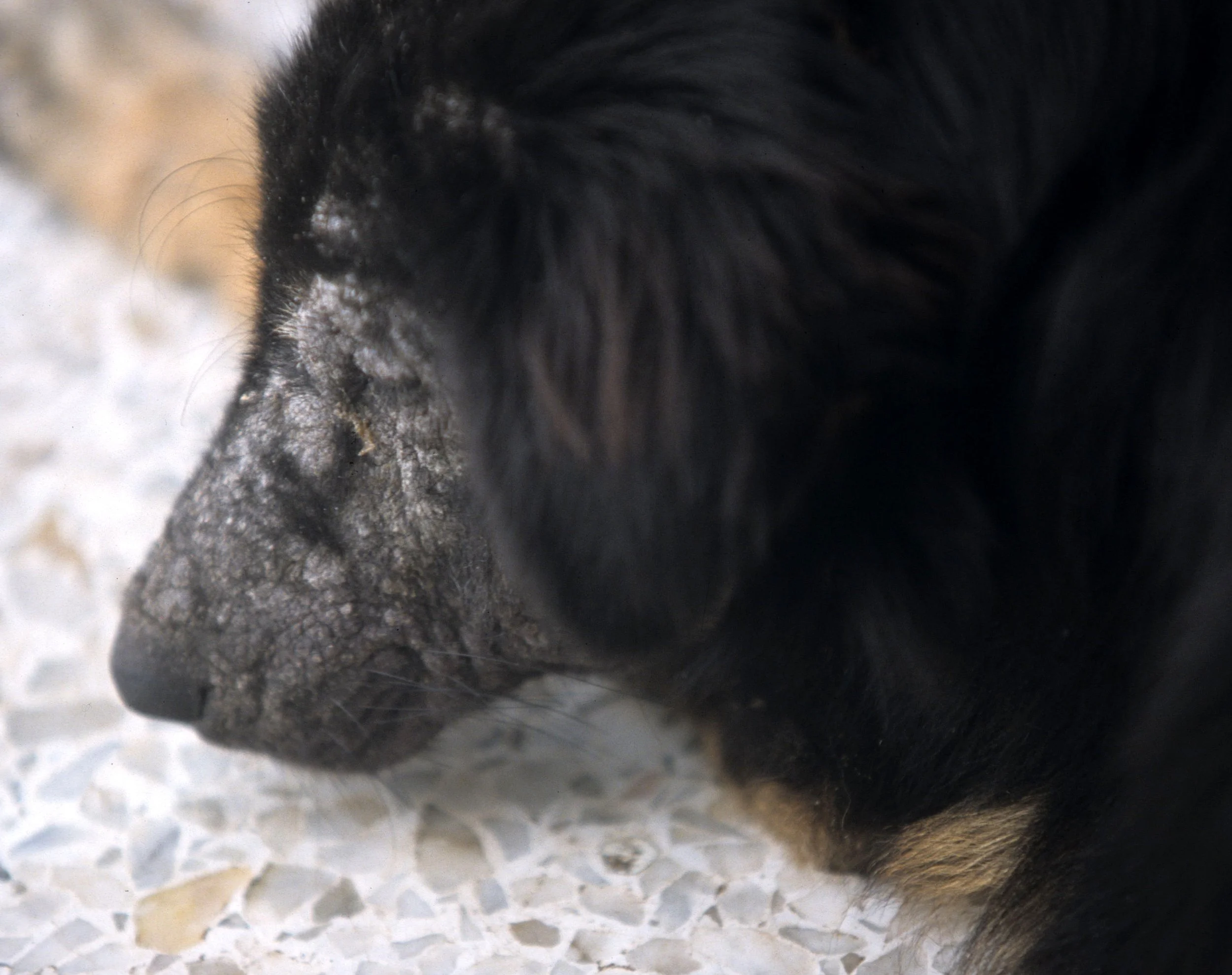 NAKHON - UNCLES WAT Q.jpg