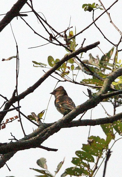 Brambling (Fringilla montifringilla) Nankou Rudong China (1).JPG