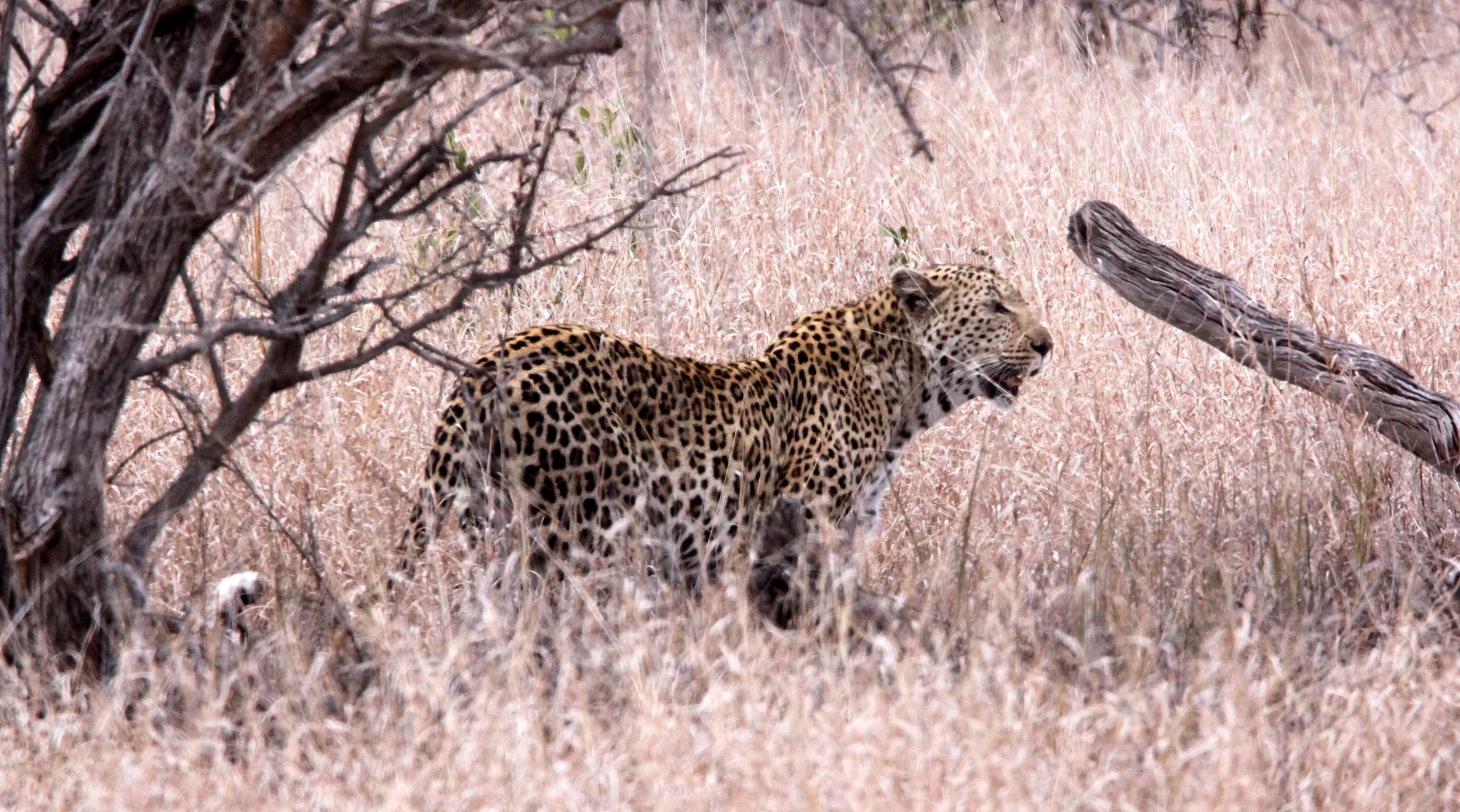 Panthera pardus pardus - AFRICAN LEOPARD - KRUGER NATIONAL PARK SOUTH AFRICA (57).JPG