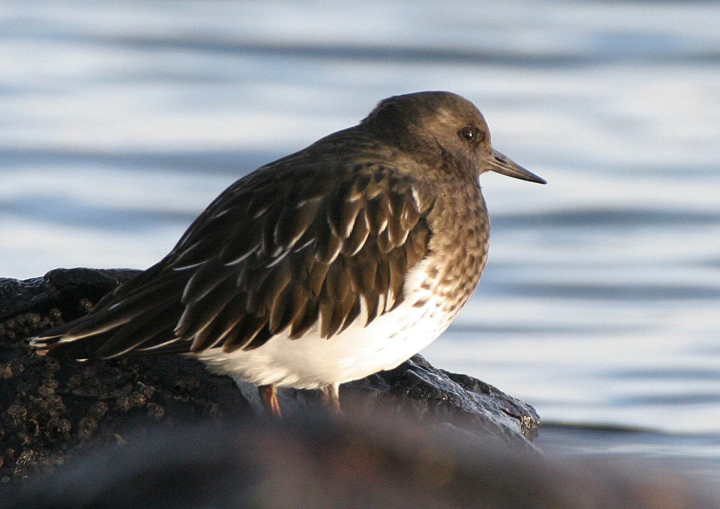 BIRD - TURNSTONE - BLACK TURNSTONE - PA HARBOR (25).jpg