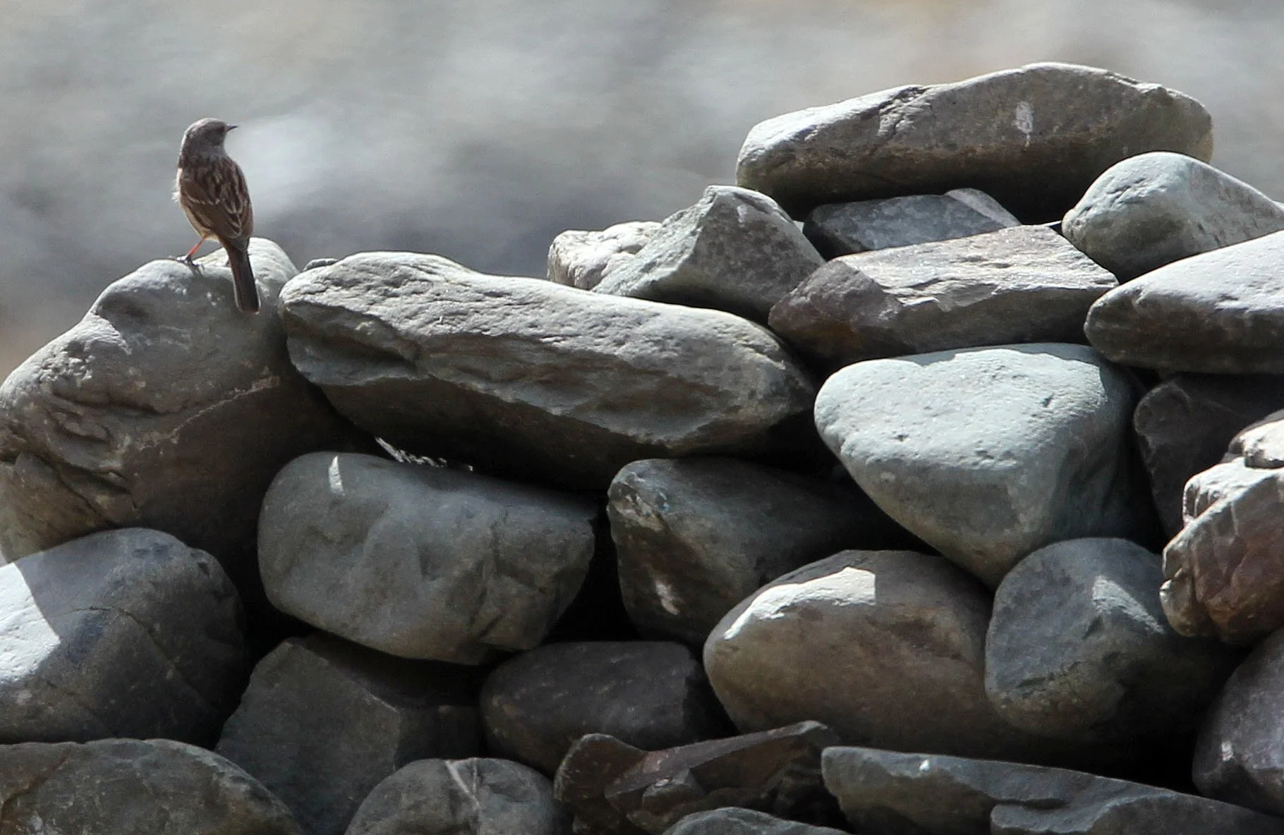 Robin Accentor (Prunella rubeculoides) Hemis NP Ladakh India (3).JPG