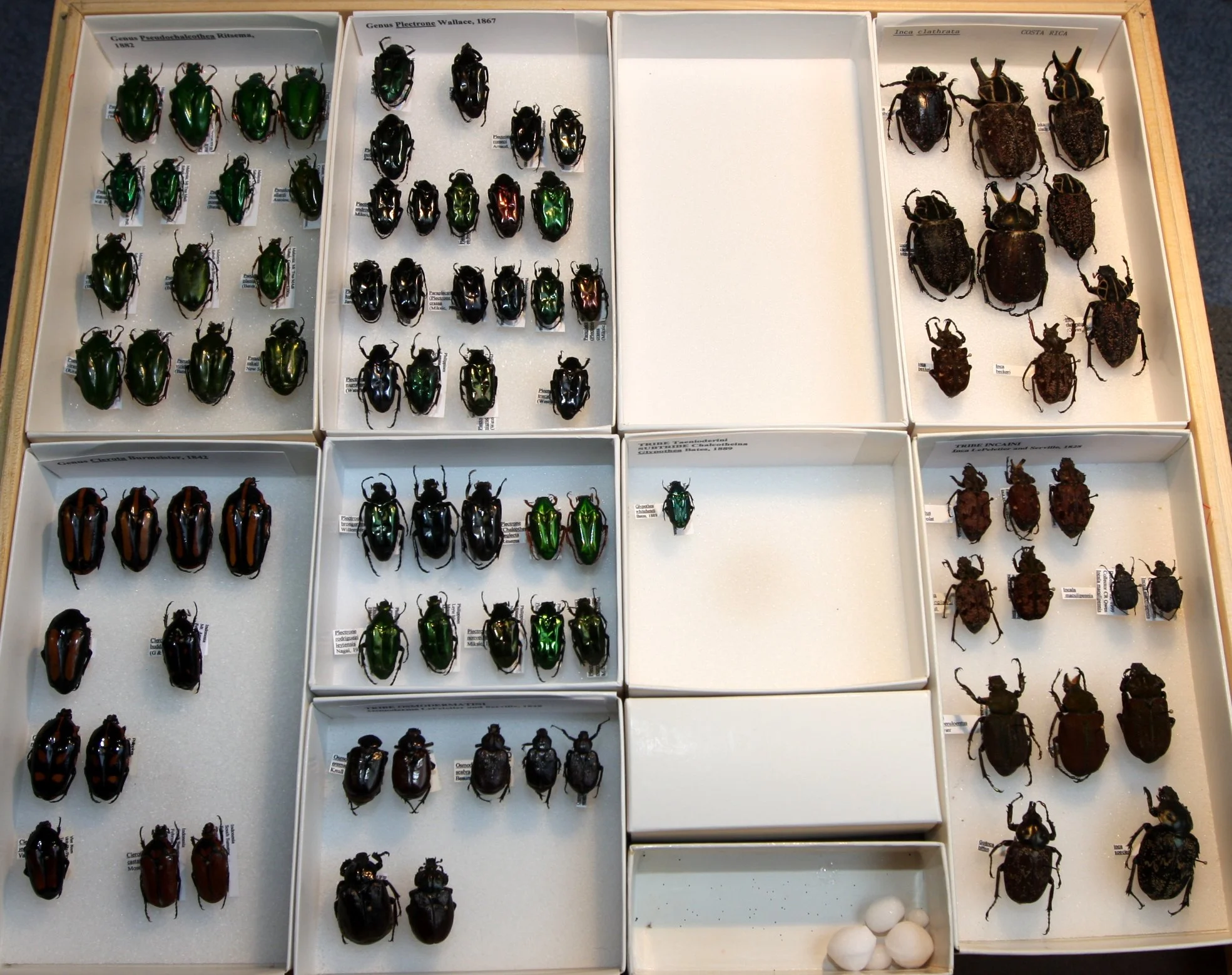 Cetoniinae 36 – Taenioderini, Incaini.JPG