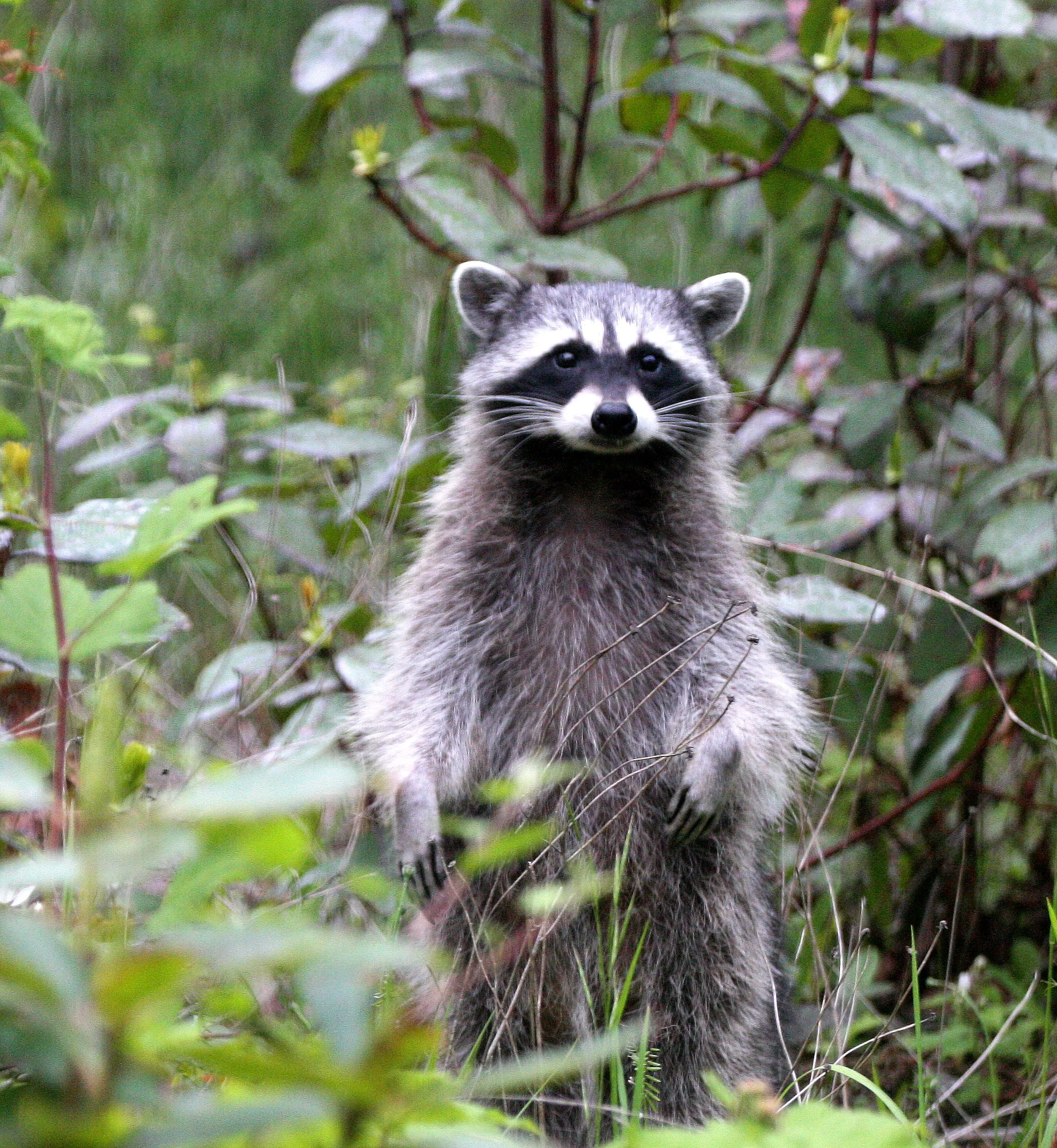 Procyon lotor pacificus - PACIFIC NORTHWEST RACCOON - PORT ANGELES WA, LAKE FARM HOUSE  (32).JPG