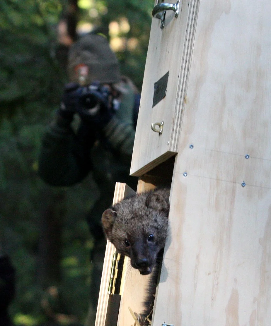 MUSTELID - FISHER - FINAL RELEASE ON 2-20-2010 (15).JPG