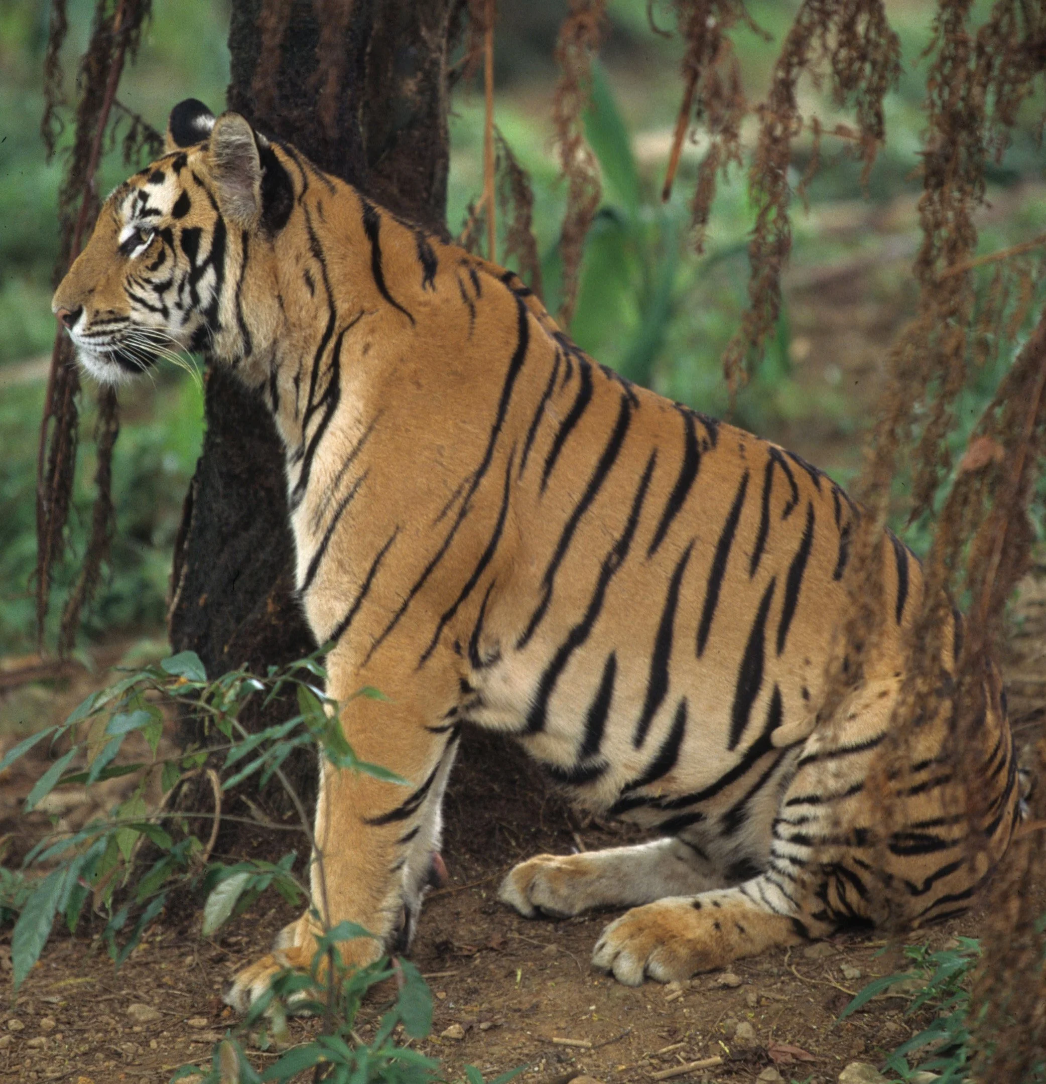 TIGER E.jpg