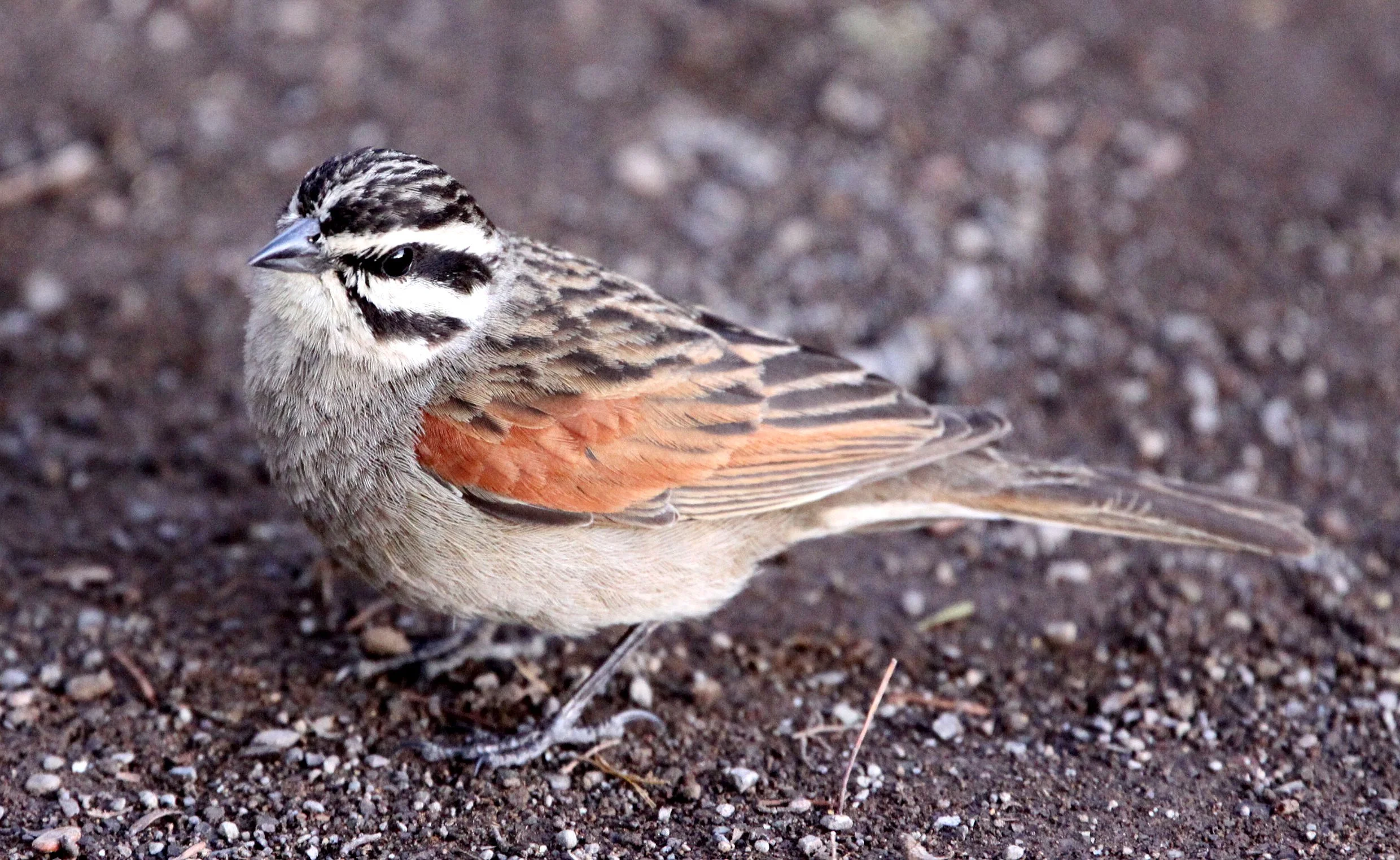 Cape Bunting (Emberiza capensis) Karoo NP South Africa (3).JPG