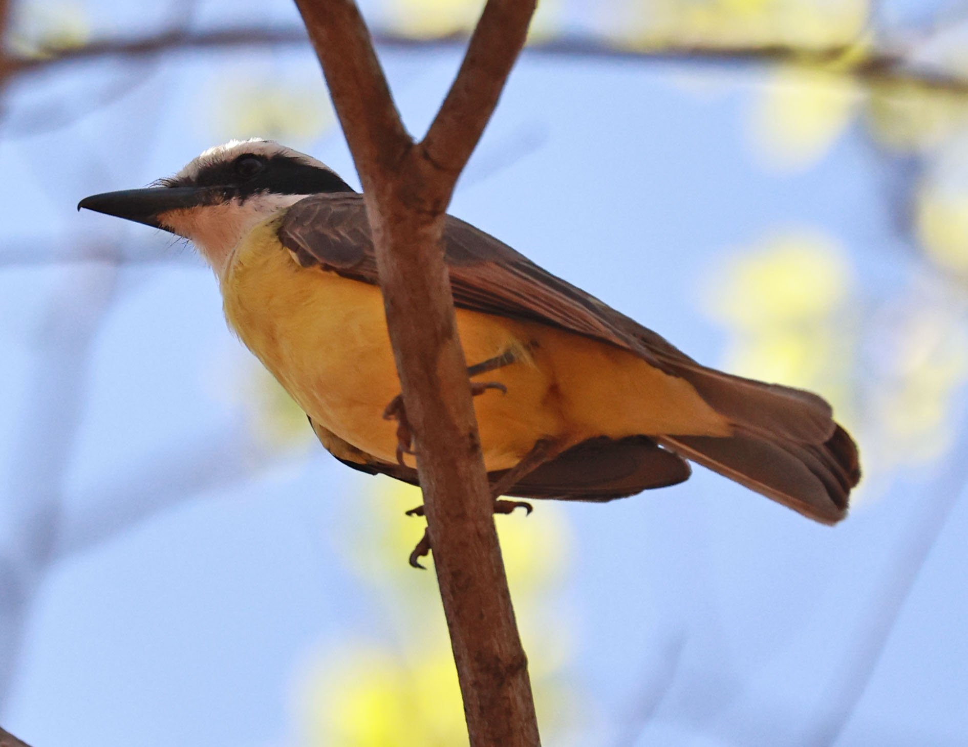 Kiskadee - Great Kiskadee - Pitangus sulphuratus - Emas National Park, Goias Brazil.jpg