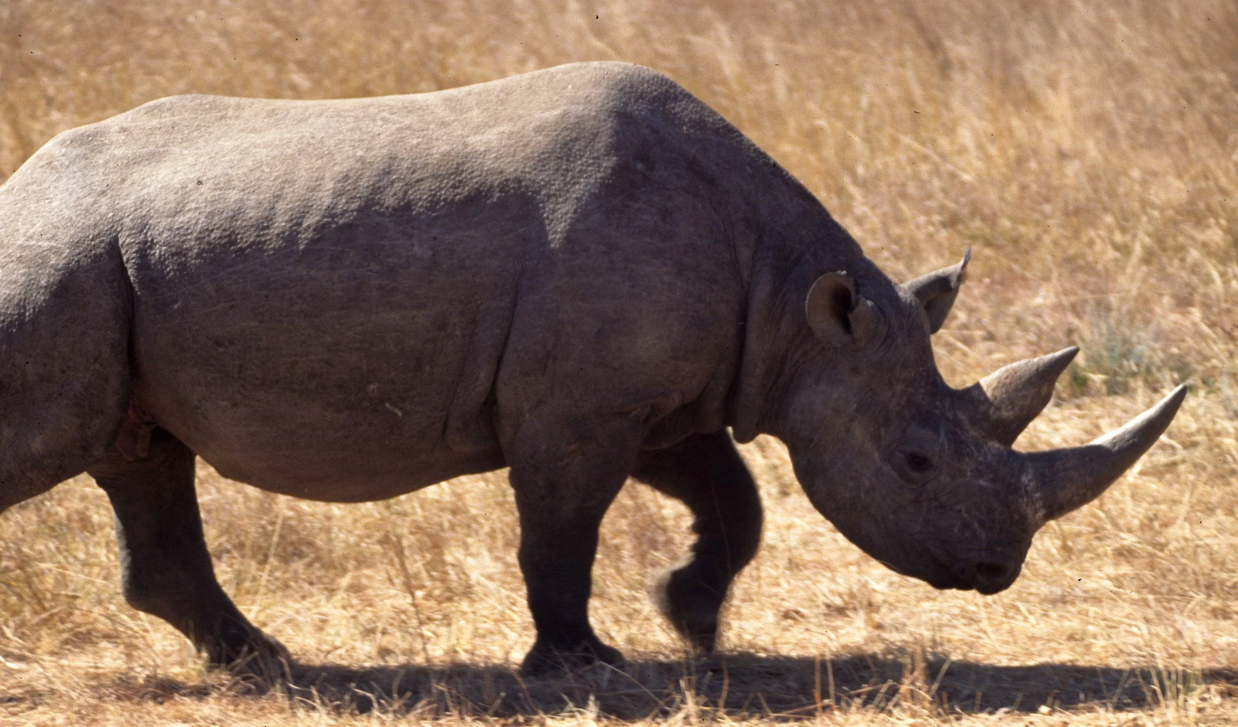 RHINO- BLACK - ZIMBABWE 18.jpg