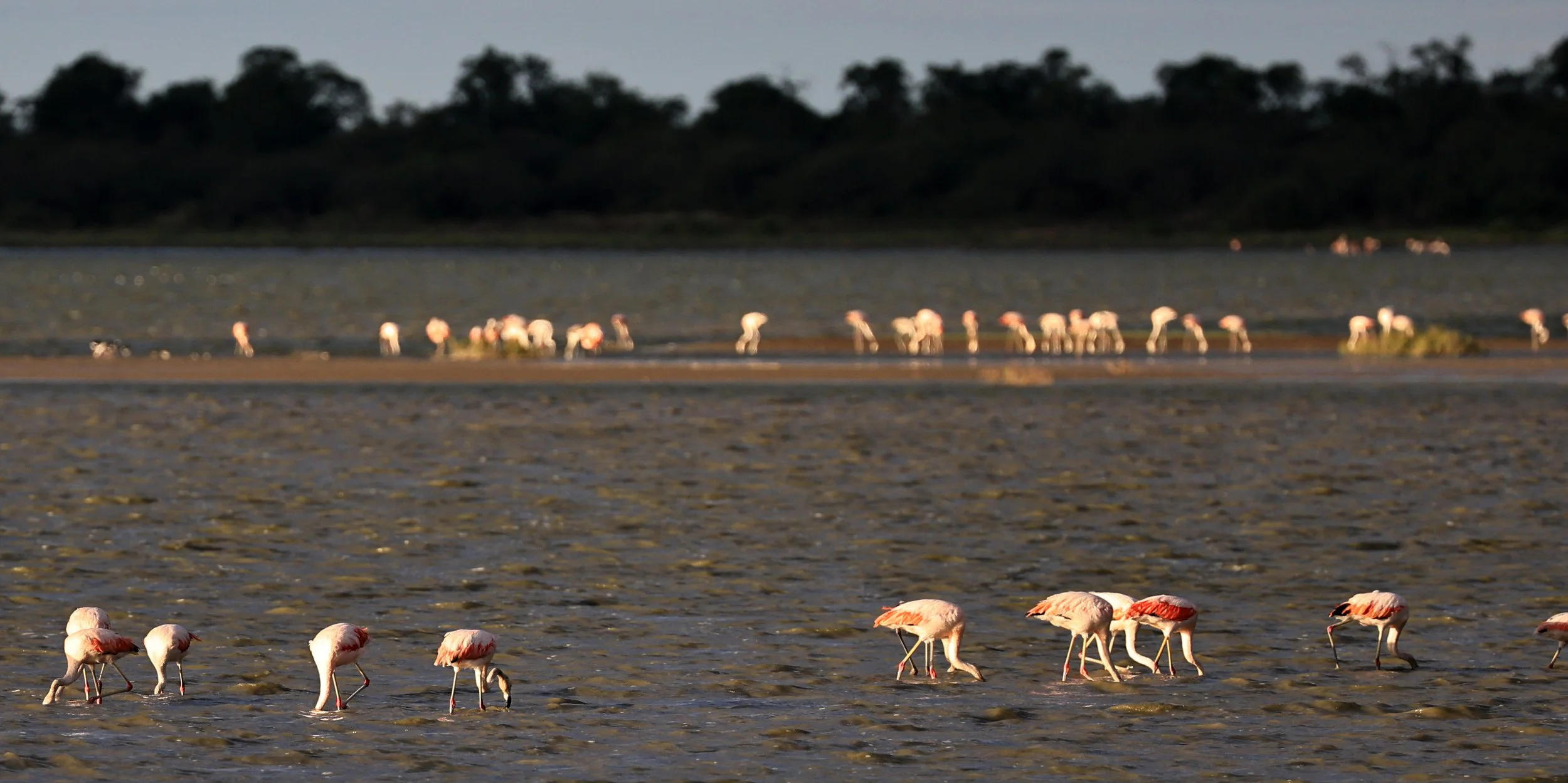 Chilean Flamingo (Phoenicopterus chilensis) Chaco Lodge & Laguna Salada Paraguay (86).jpg