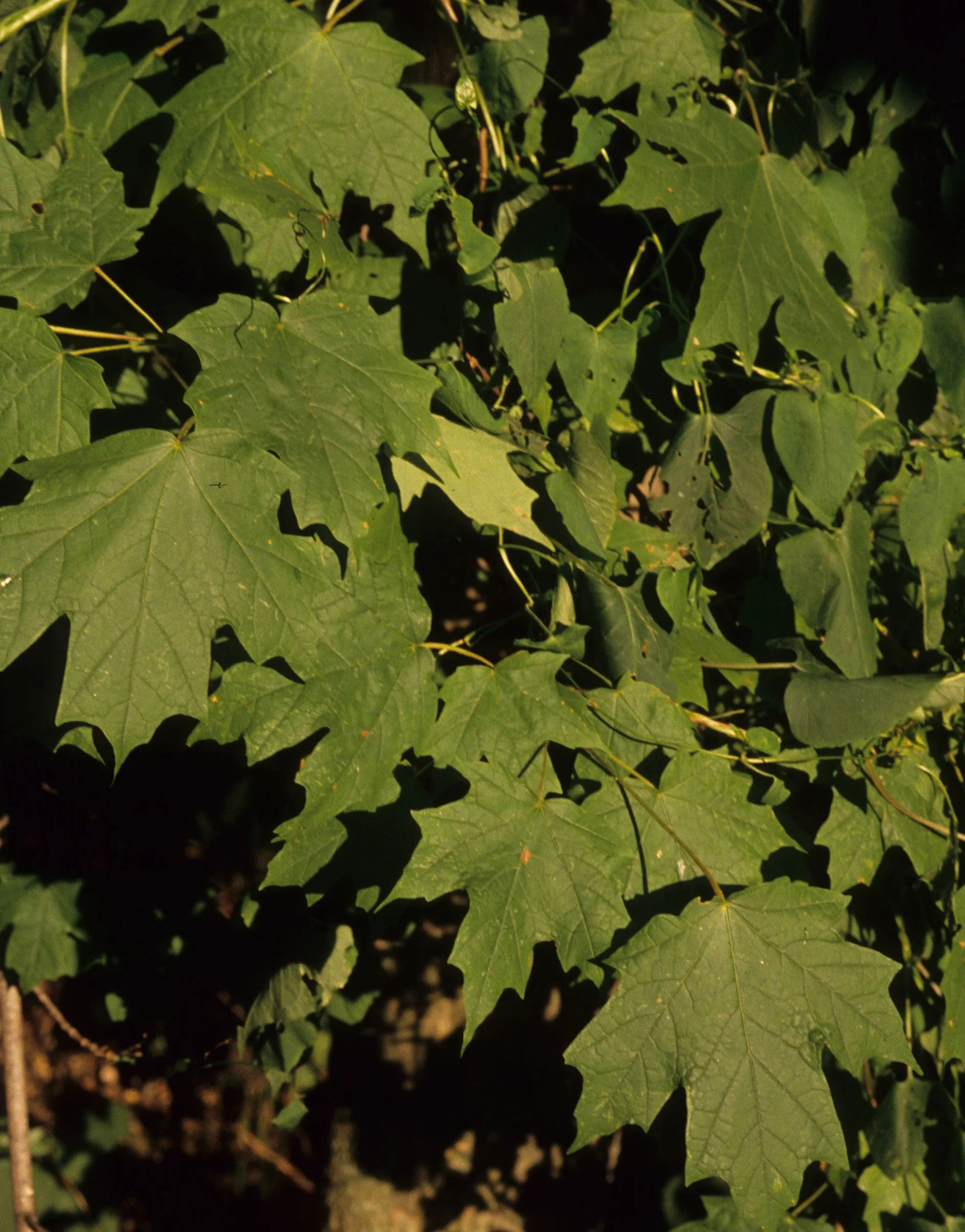 ILLINOIS - ACER SPECIES - MAPLE.jpg