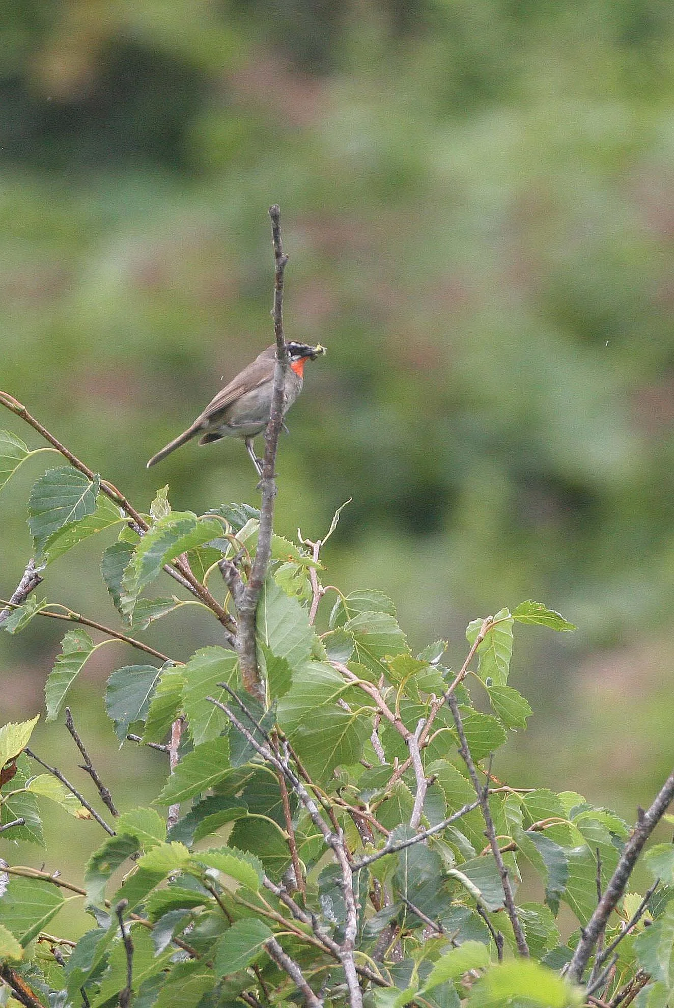 BIRD - SIBERIAN RUBYTHROAT - MONERONE ISLAND RUSSIA (4).jpg