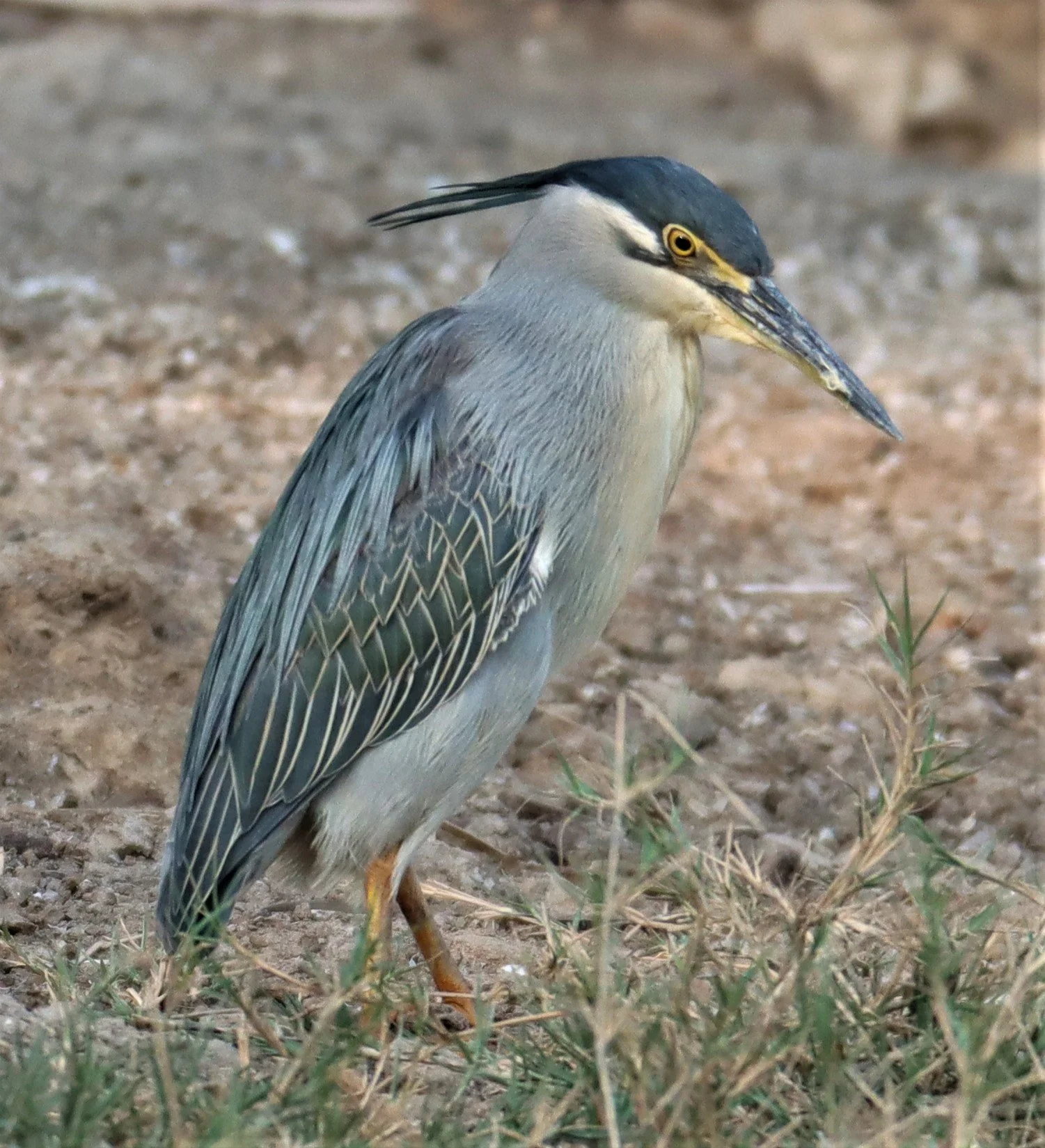 HERON - LITTLE HERON - Butorides striatus - OTTER PONDS SOUTH OF BKK (13).JPG