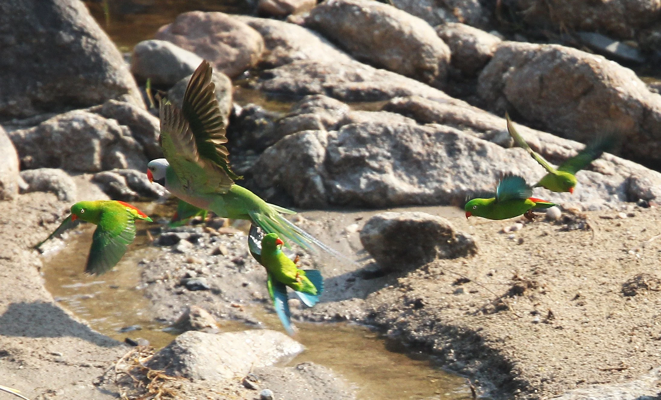 BIRD - PARAKEET - RED BREASTED, GREY-HEADED PARAKEETS & VERNAL HANGING PARROT -  HUAI KHA KHAENG NATURE RESERVE - THAILAND (6).jpg