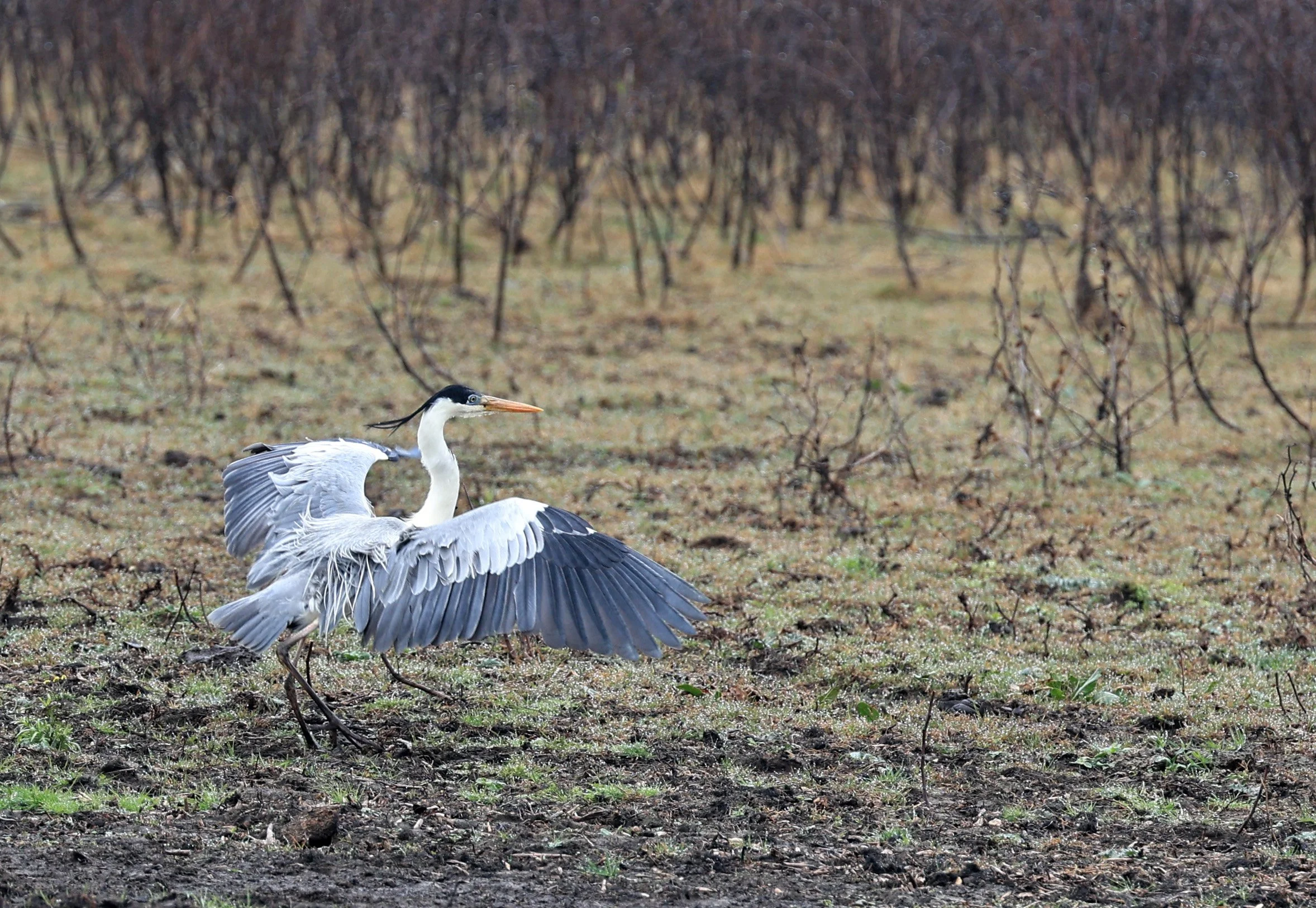 Cocoi Heron (Ardea cocoi) Reserva Natural Ceibas, Entre Rios, Argentina (12).jpg