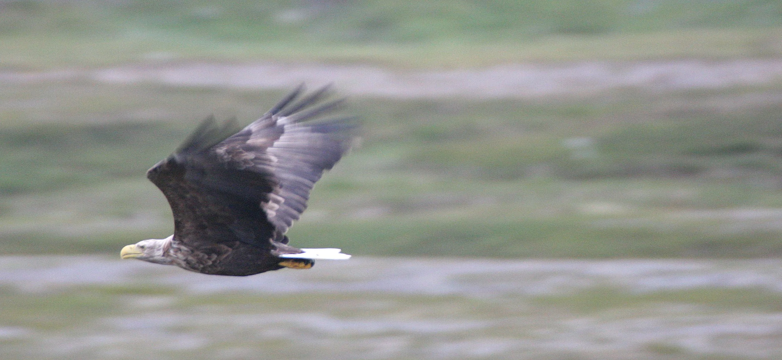 Haliaeetus albicilla - WHITE-TAILED SEA EAGLE - HORNOYA NORWAY (12).jpg