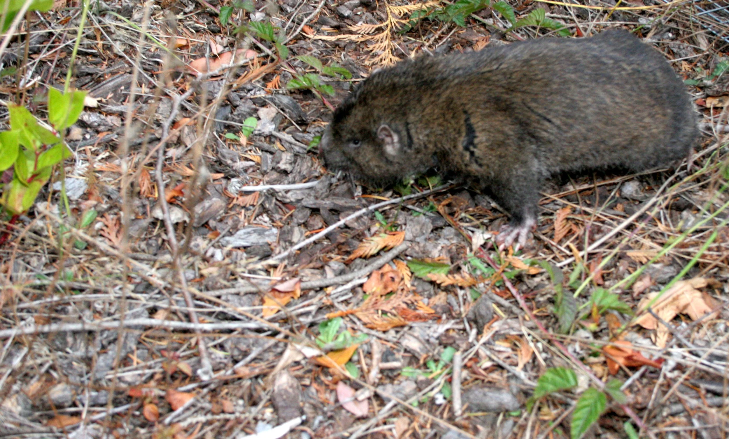 RODENT - MOUNTAIN BEAVER - APLODONTIA - LAKE FARM TRAILS.JPG