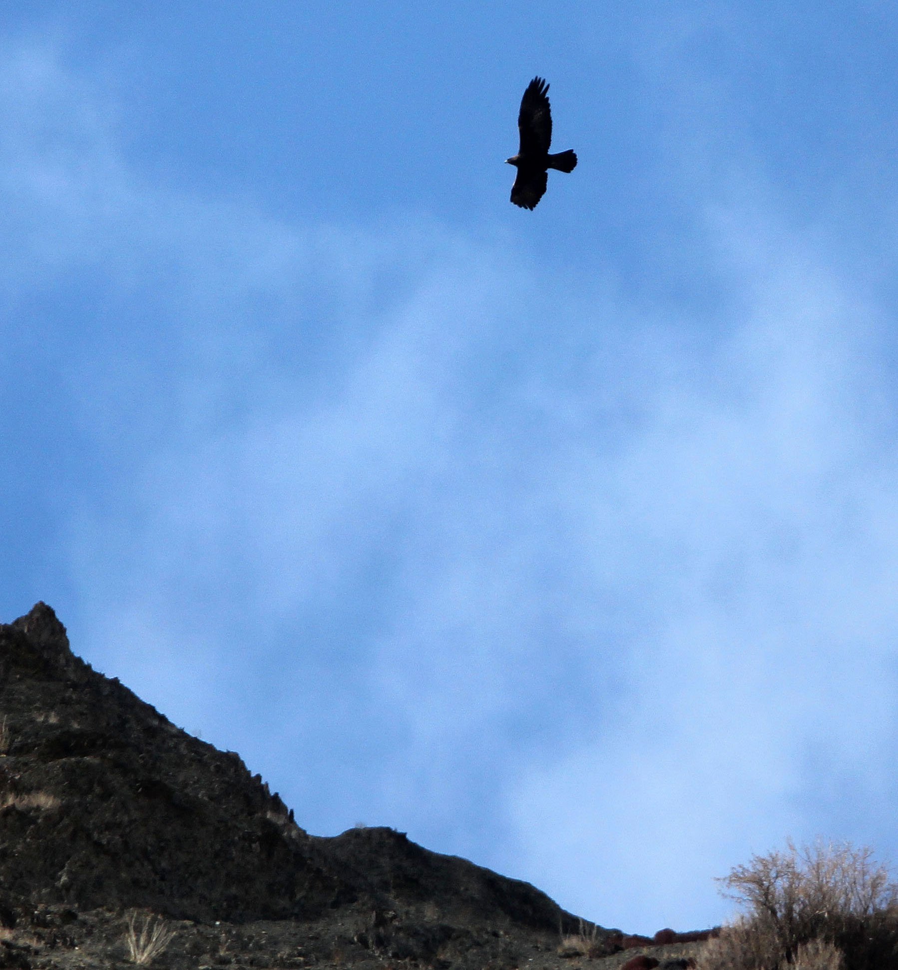 Hieraaetus pennatus - BOOTED EAGLE - HEMIS NATIONAL PARK - LADAKH INDIA - JAMMU & KASHMIR NEAR ULLEY VALLEY (13).JPG