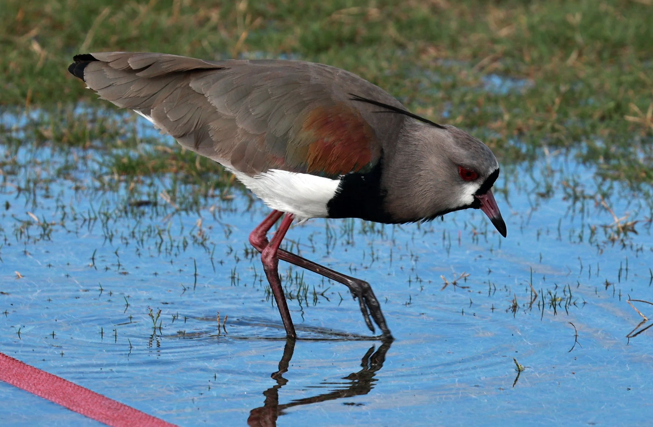 Southern lapwing (Vanellus chilensis) Superagüi National Park, Brazil (4).jpg
