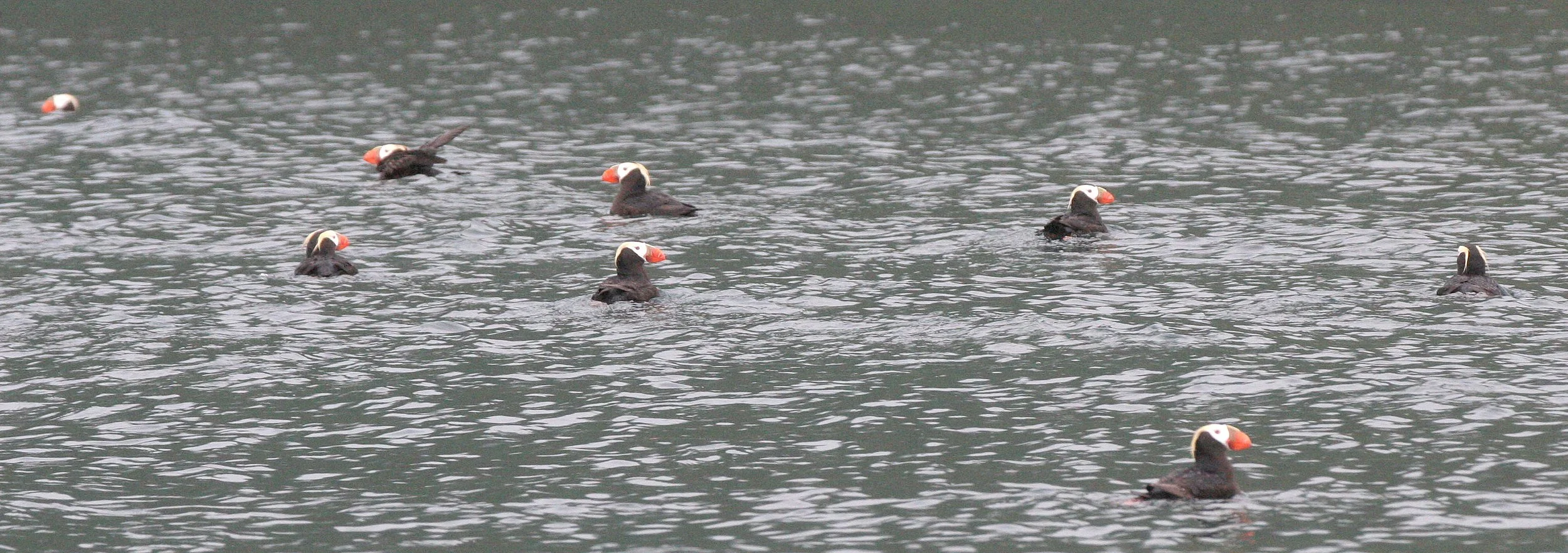 Fratercula cirrhata - TUFTED PUFFIN - KAMCHATKA COAST (4).jpg