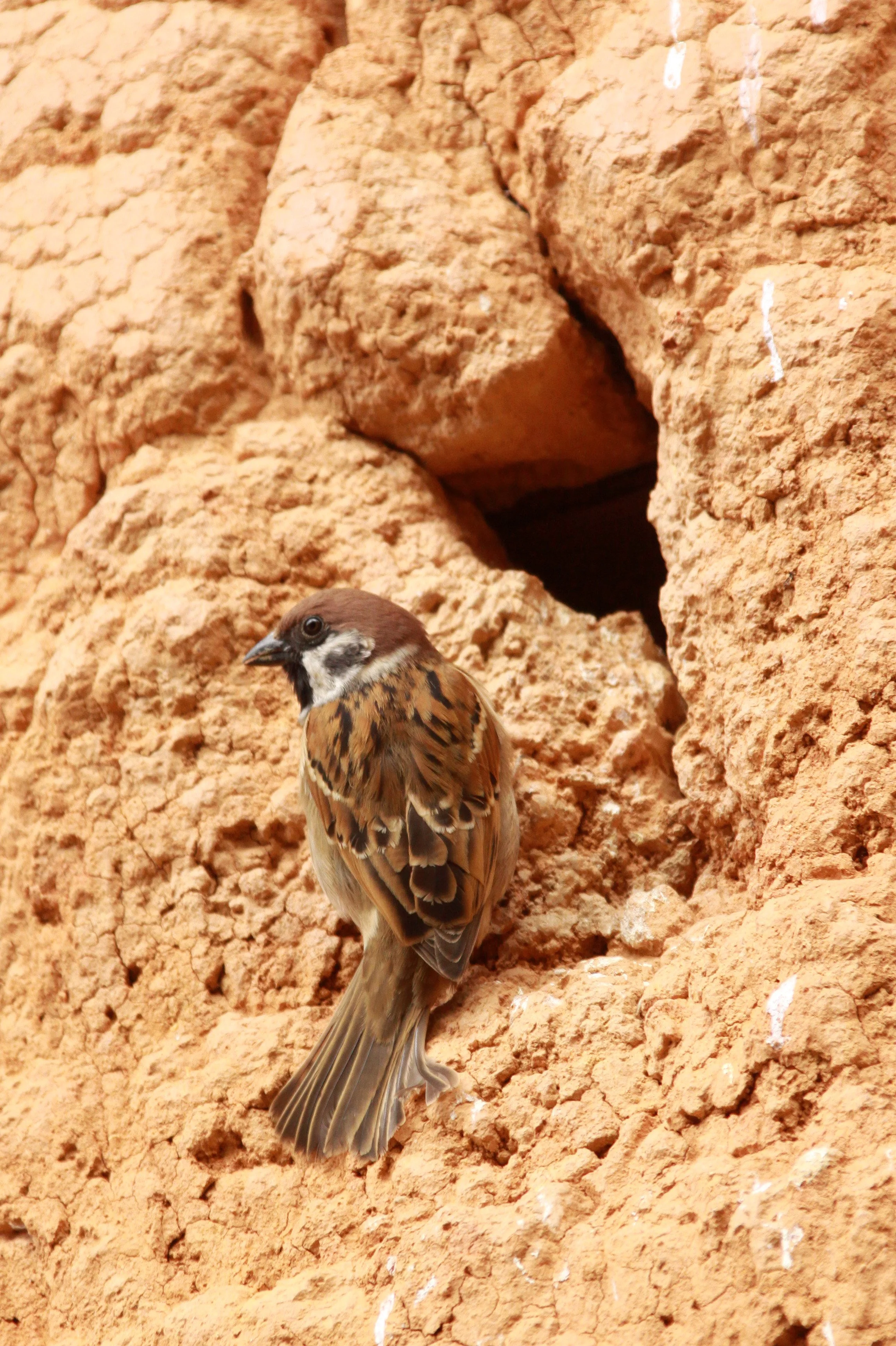 Eurasian Tree Sparrow (Passer montanus) Chengqilou Fujian China (6).JPG