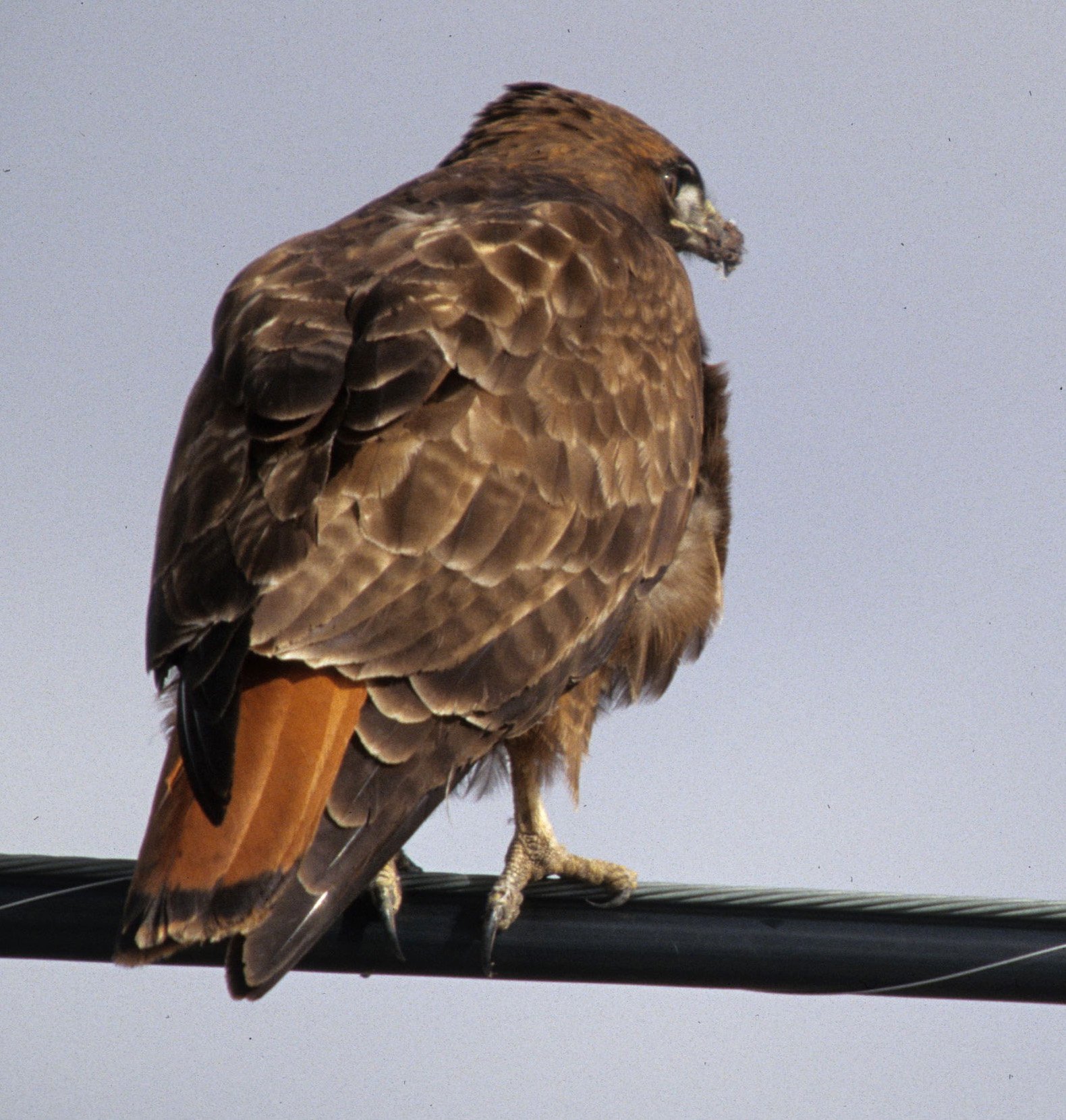Buteo jamaicensis - RED-TAILED HAWK - KLAMMATH BASIN CALIFORNIA (9).jpg