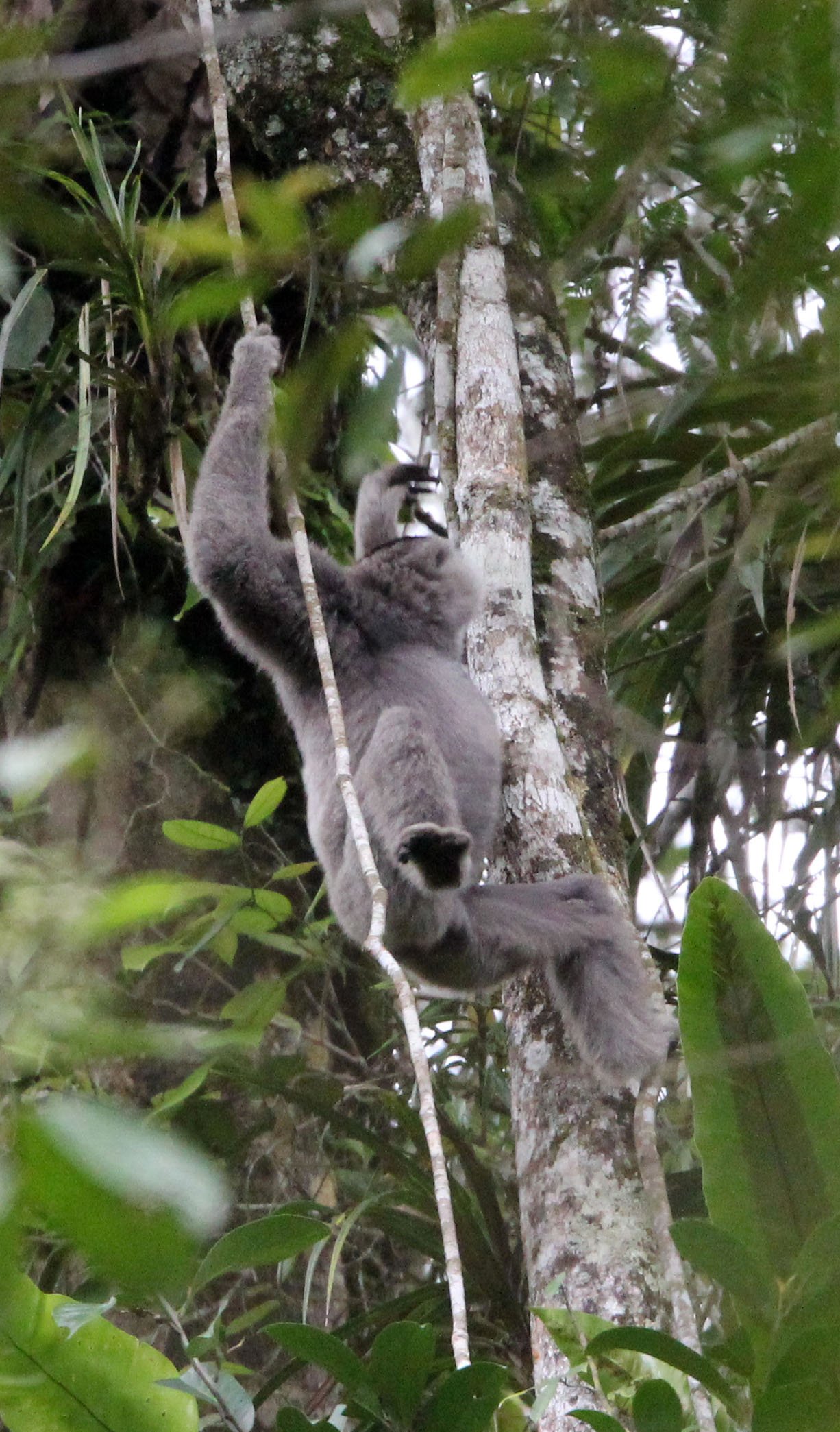 HYLOBATIDAE - Hylobates moloch moloch - MOLOCH SILVERY GIBBON (JAVAN) - GEDE NATIONAL PARK JAVA BARAT INDONESIA (51).JPG