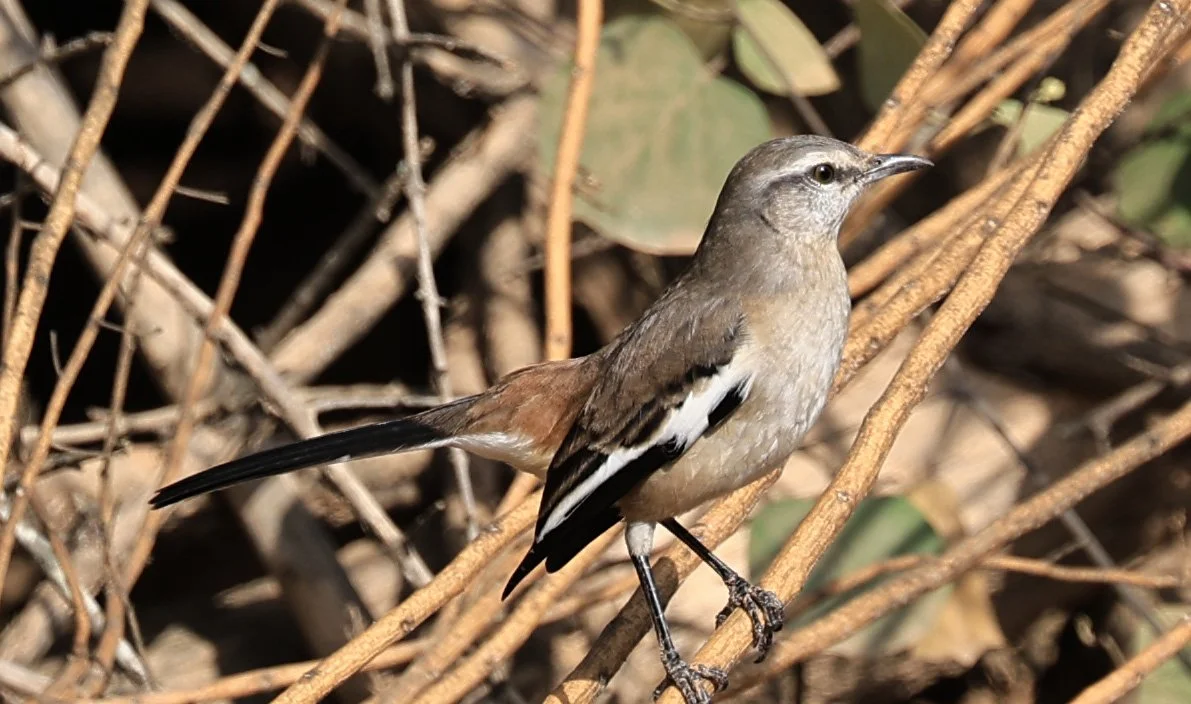 White-banded Mockingbird (Mimus triurus) Hotel Campestre Iparoma Paraguay (12).jpg