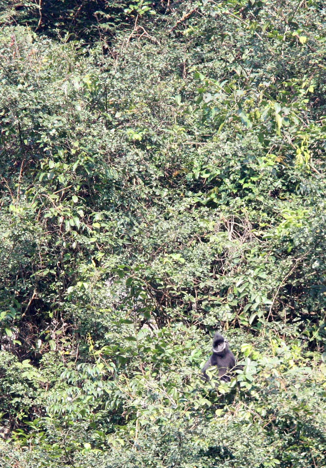 CERCOPITHECIDAE - Trachypithecus hatinhensis - HATINH LANGUR - PHONG NHA - KE BANG NATIONAL PARK - QUANG BINH PROVINCE VIET NAM (109).JPG