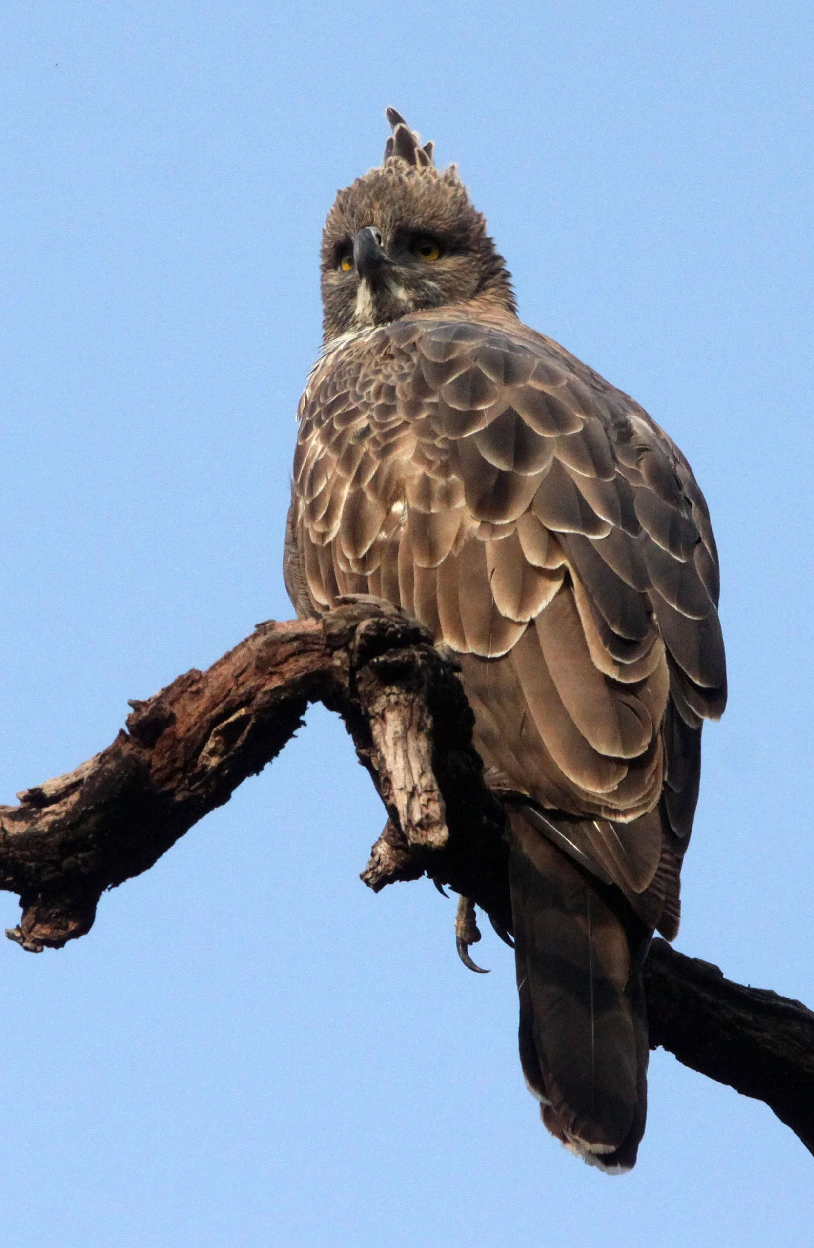 Nisaetus cirrhatus cirrhatus - INDIAN CHANGEABLE HAWK EAGLE - BANDHAVGAR NATIONAL PARK INDIA (48).JPG