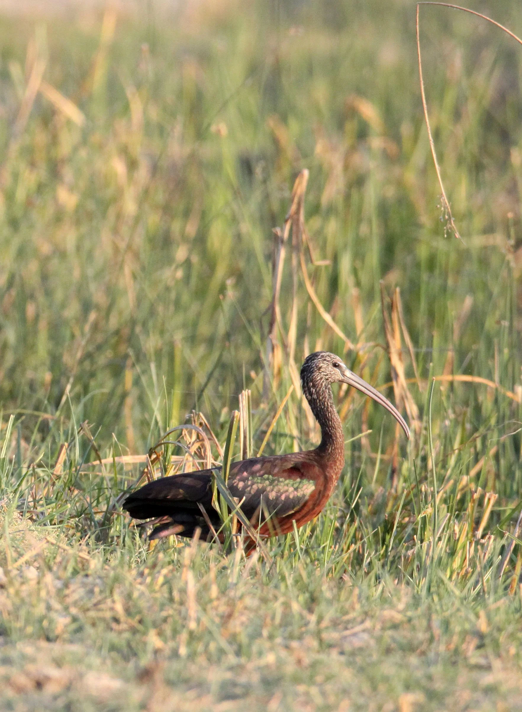 IBIS - GLOSSY IBIS - Plegadis falcinellus - LITTLE RANN OF KUTCH GUJARAT INDIA (4).JPG