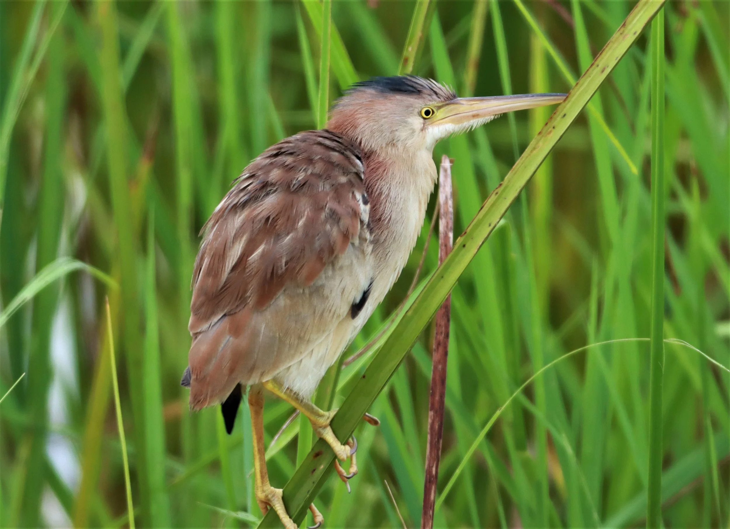BITTERN - YELLOW BITTERN - Ixobrychus sinensis - KABIN BURI PUBLIC WETLANDS NORTH OF TOWN  (5).jpg