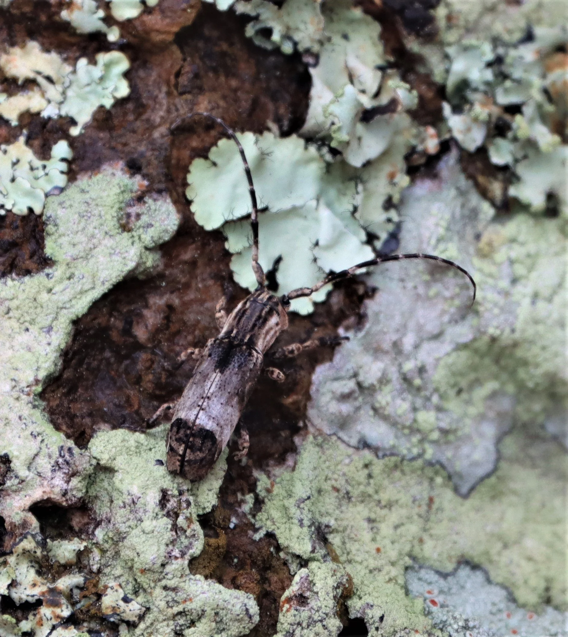 Cerambycid species in subfamily Lamiinae