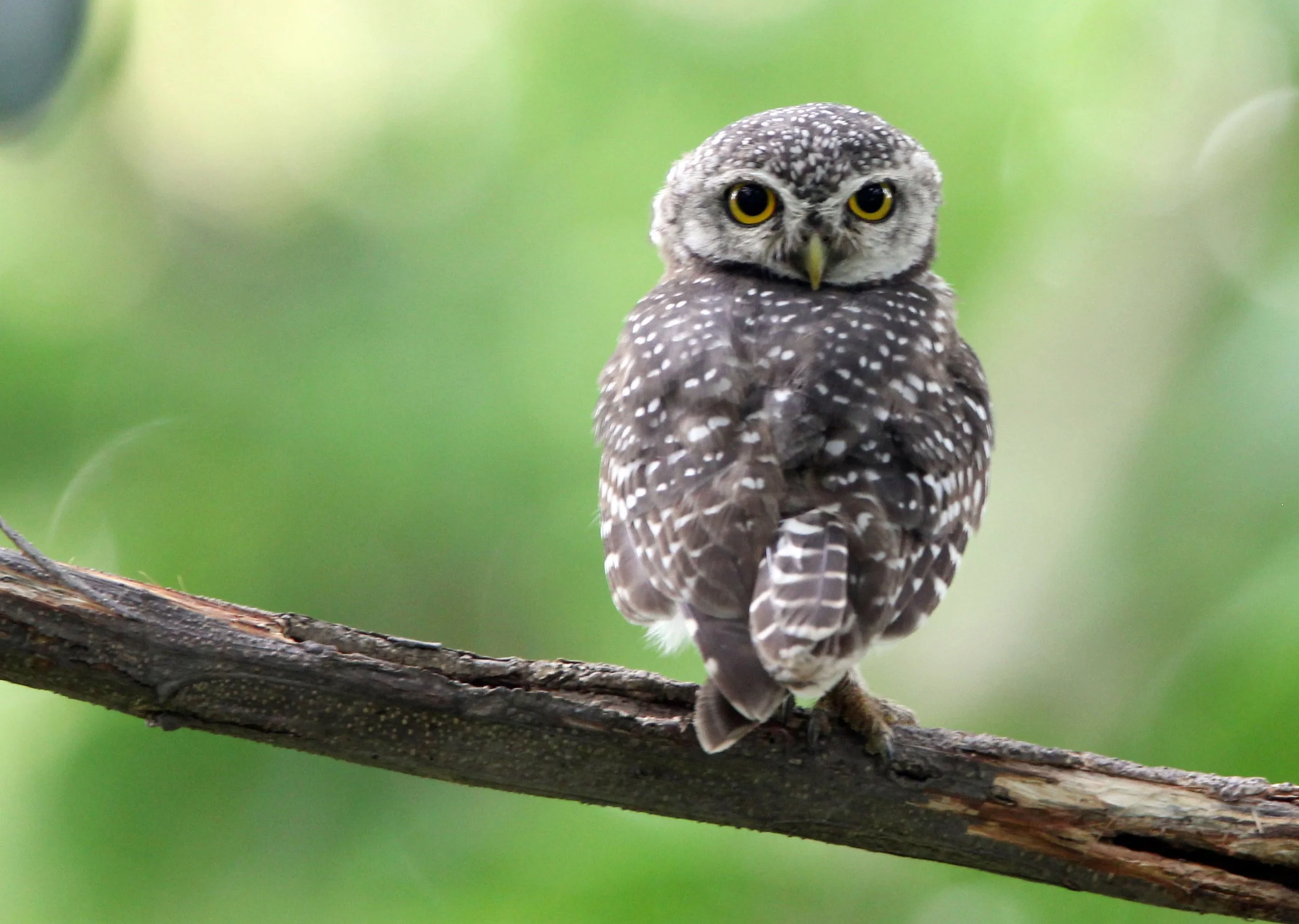 Athene brama - SPOTTED OWLET - AYUTTHAYA THAILAND (18).JPG