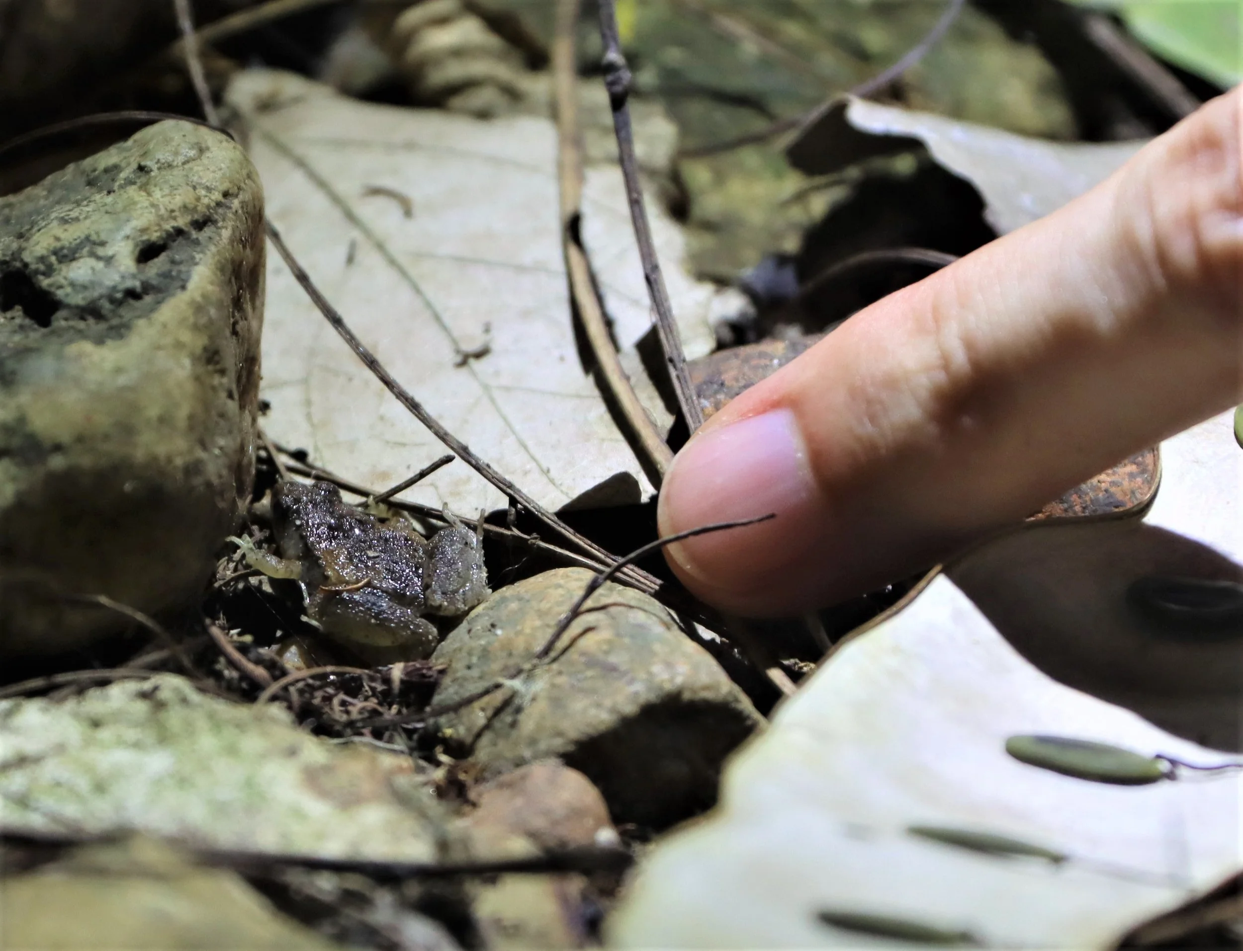 Mukhlesur's Narrow-mouthed Frog (Microhyla mukhlesuri)