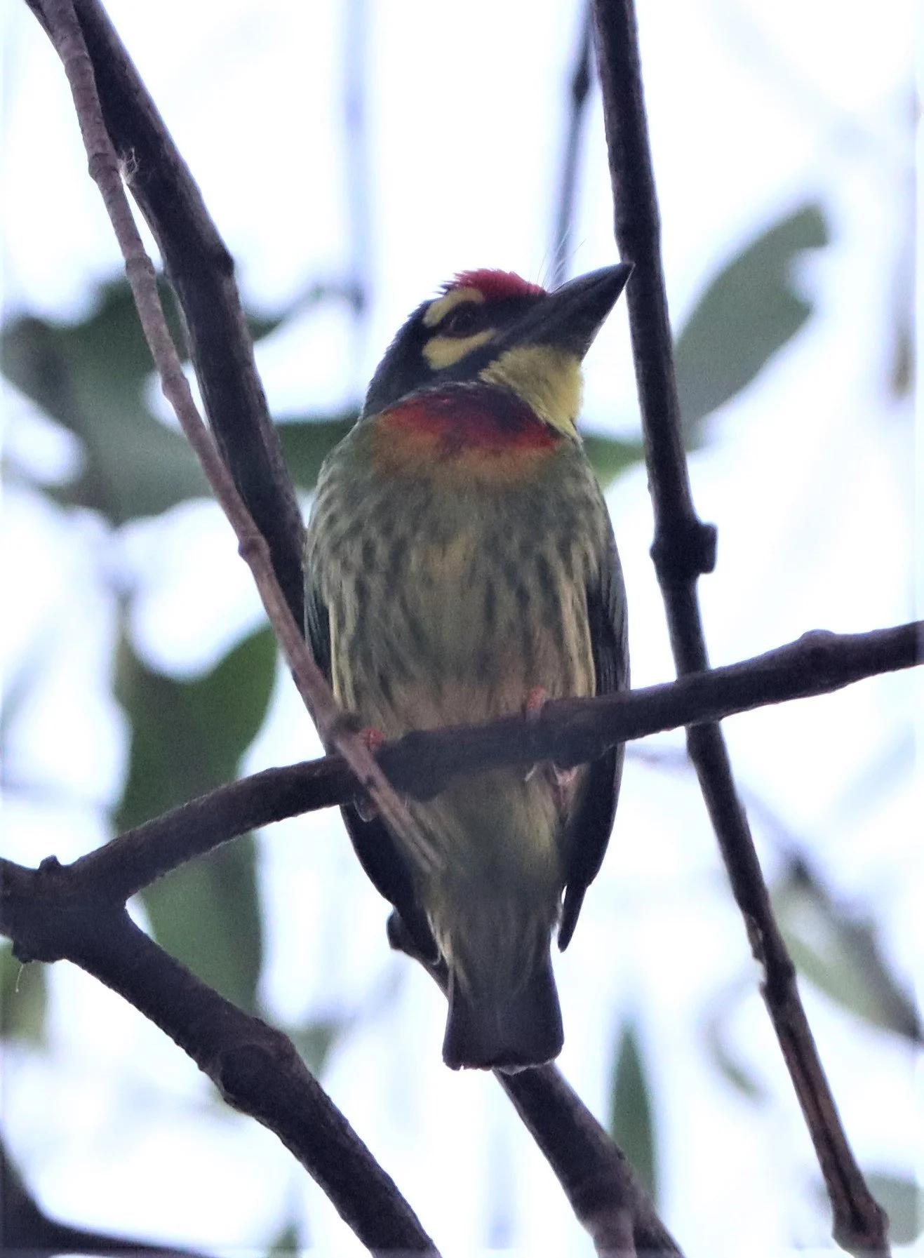 BARBET - COPPERSMITH BARBET - Megalaima haemacephala - RAMA 9 PARK BANGKOK (8).jpg