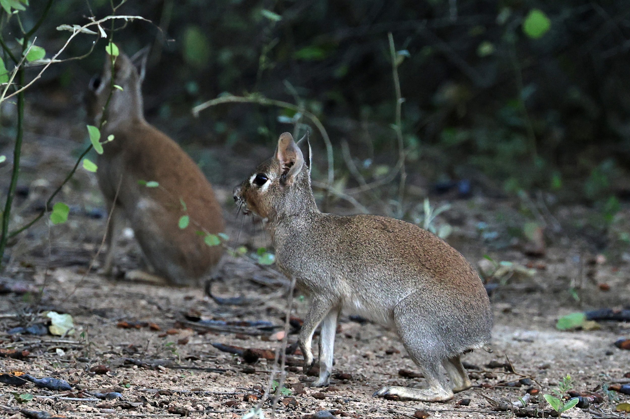Chacoan Mara (Dolichotis salinicola) Hotel Campestre Iparoma Paraguay (15).jpg