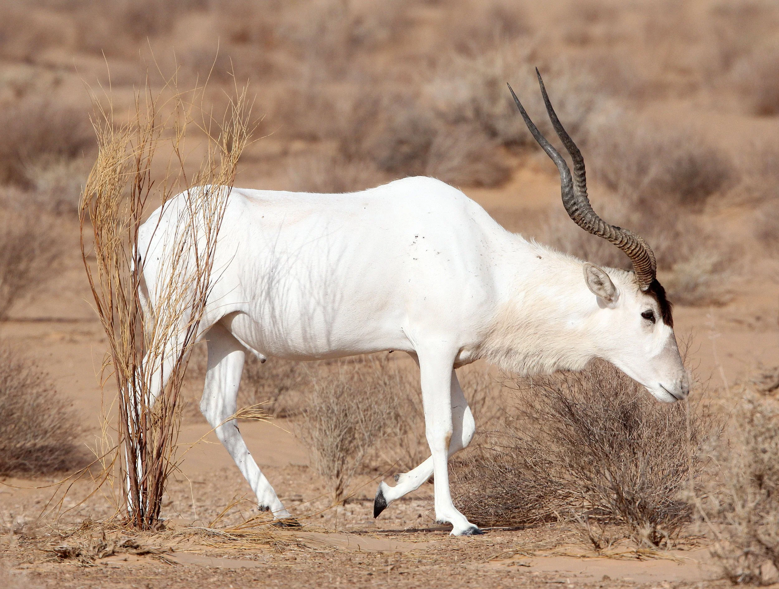 ADDAX - Addax nasomaculatus - JEBIL NATIONAL PARK TUNISIA (108).JPG
