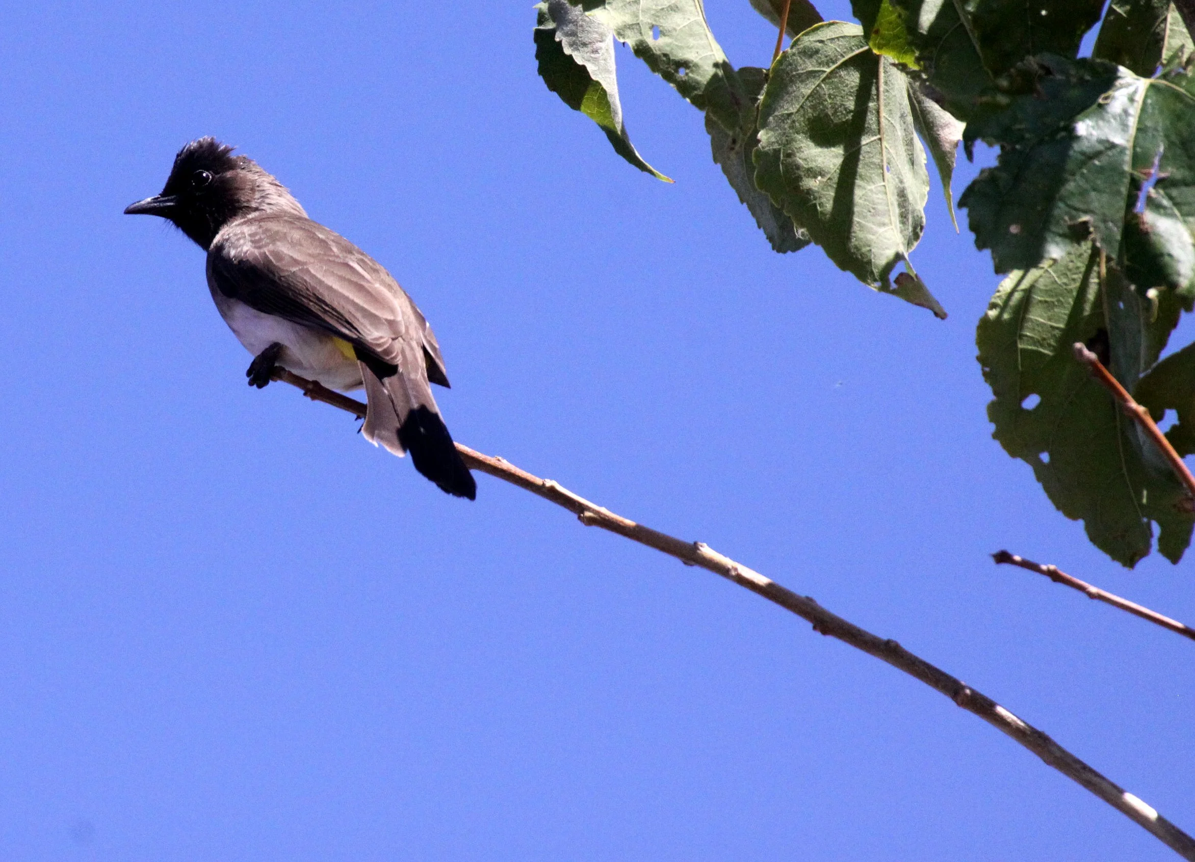 BULBUL - BLACK-EYED OR DARK-CAPPED BULBUL - Pycnonotus tricolor - CHOBE NATIONAL PARK BOTSWANA (5).JPG
