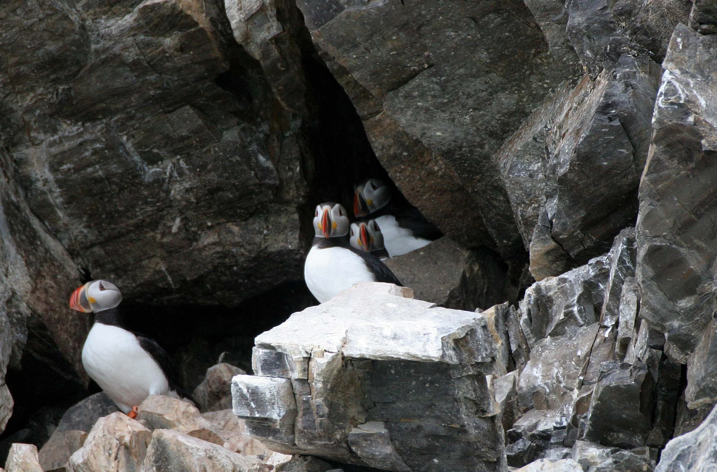 Fratercula arctica - ATLANTIC PUFFIN - SVALBARD (47).jpg