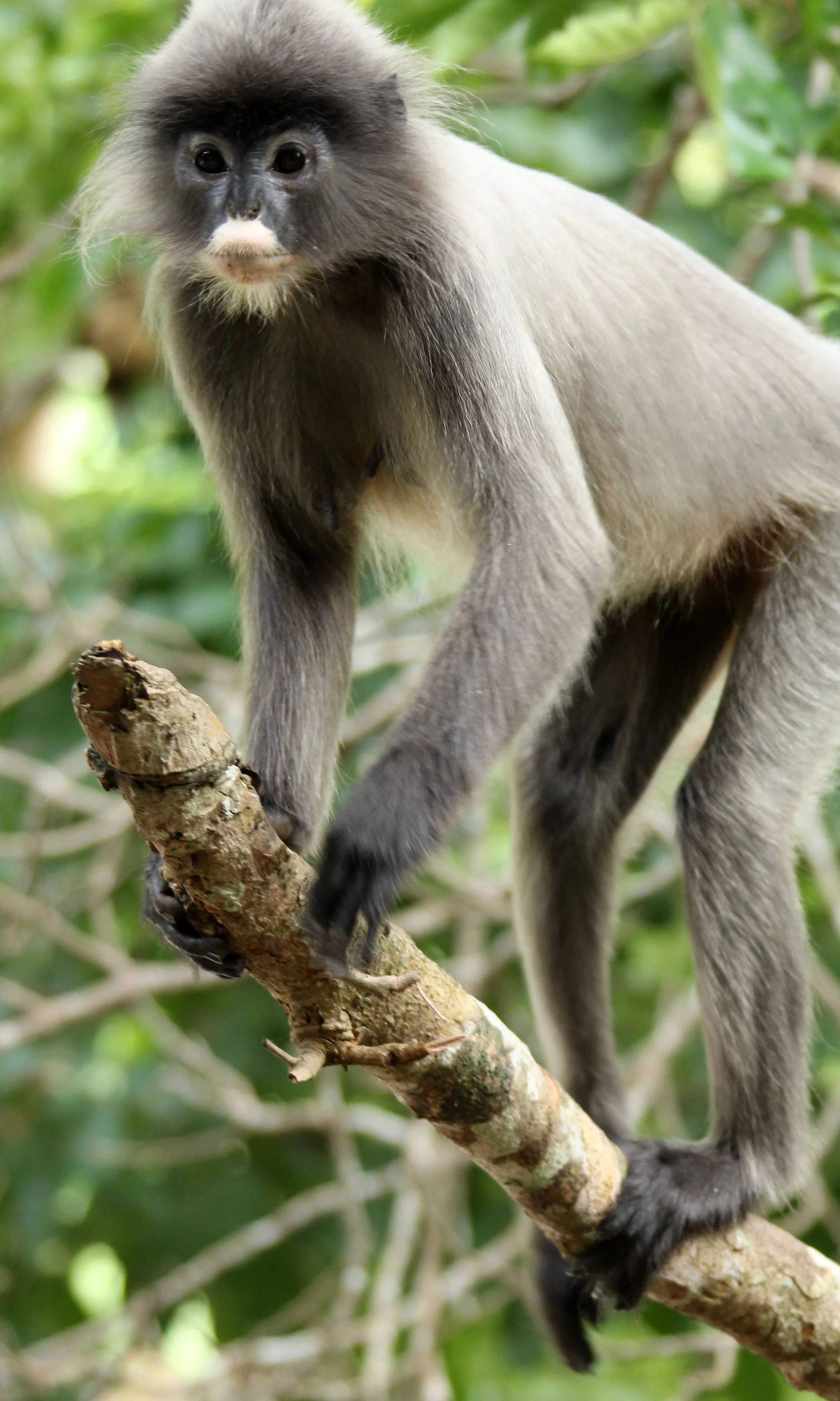 CERCOPITHECIDAE - Trachypithecus crepusculus - INDOCHINESE GRAY LANGUR - PHI THA KHON TEMPLE LOEI (69).JPG