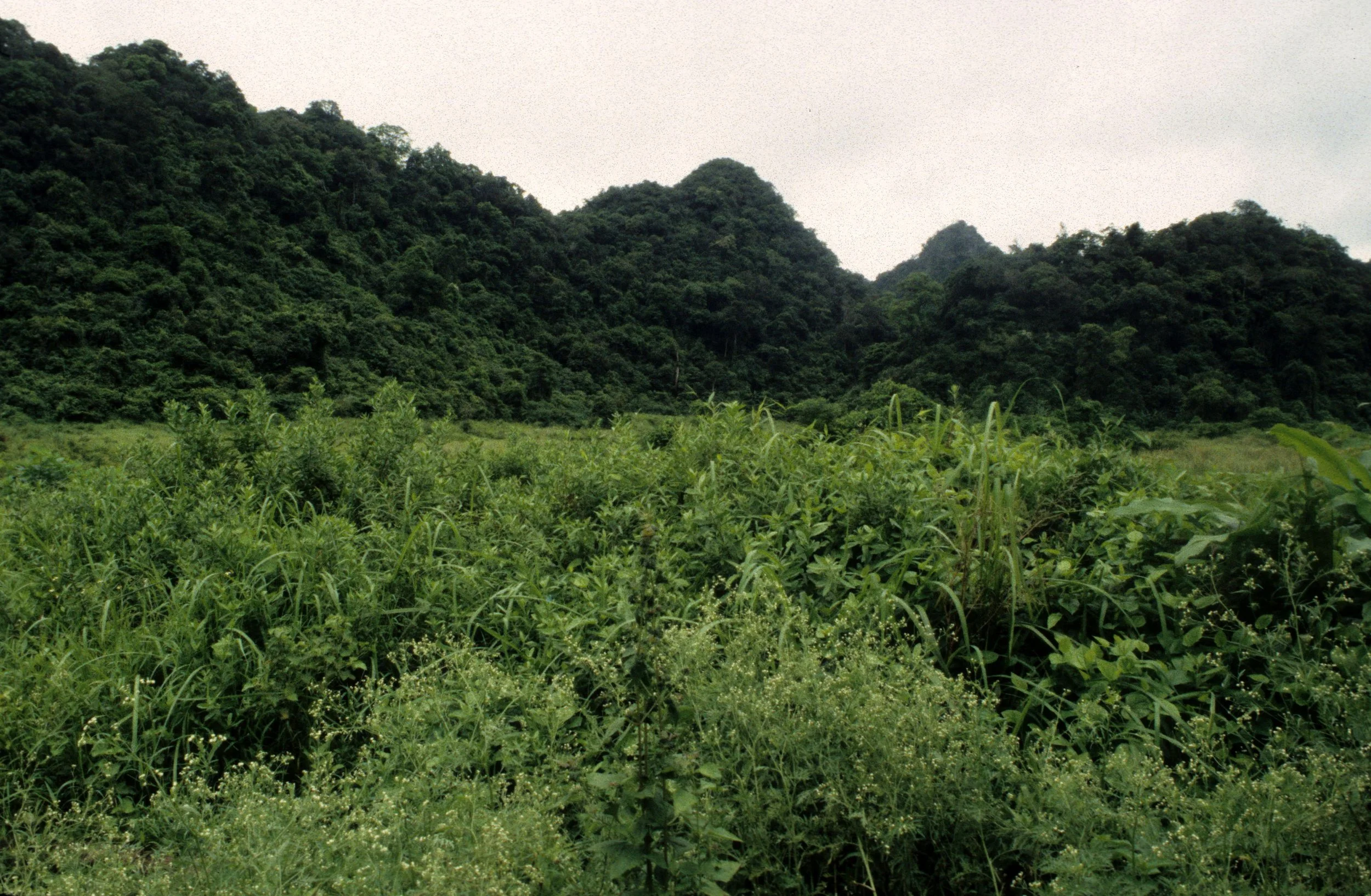 NAM CAT TIEN NP - 1994 (2).jpg